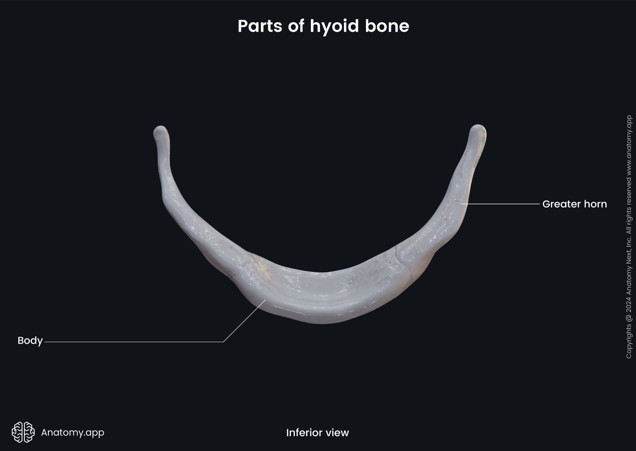 Head and neck, Skeletal system, Skull, Cranium, Viscerocranium, Bones, Hyoid bone, Parts, Lesser horn, Greater horn, Body, Inferior view