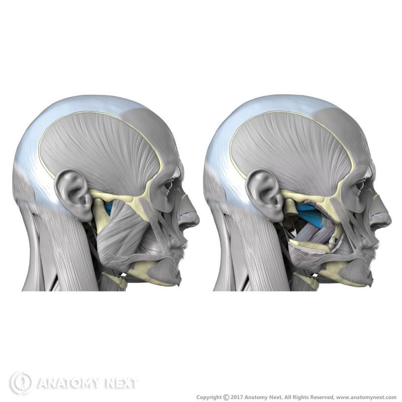 Lateral pterygoid, Masticatory muscles, Muscles of mastication, Head muscles