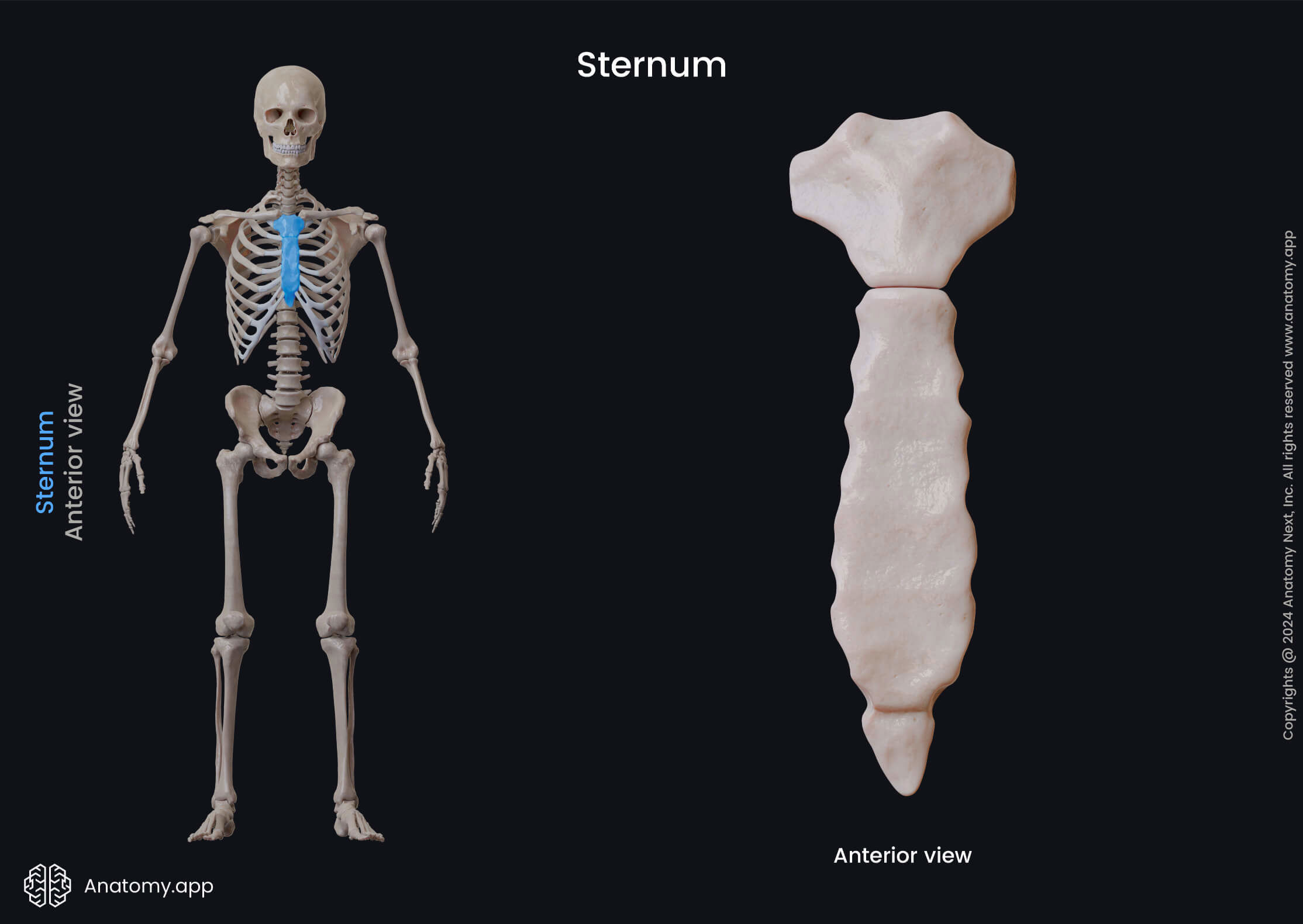 Human bones, Thorax, Sternum, Breastbone, Rib cage, Bones of thorax, Bones of rib cage, Skeleton of trunk, Human skeleton, Anterior view of sternum