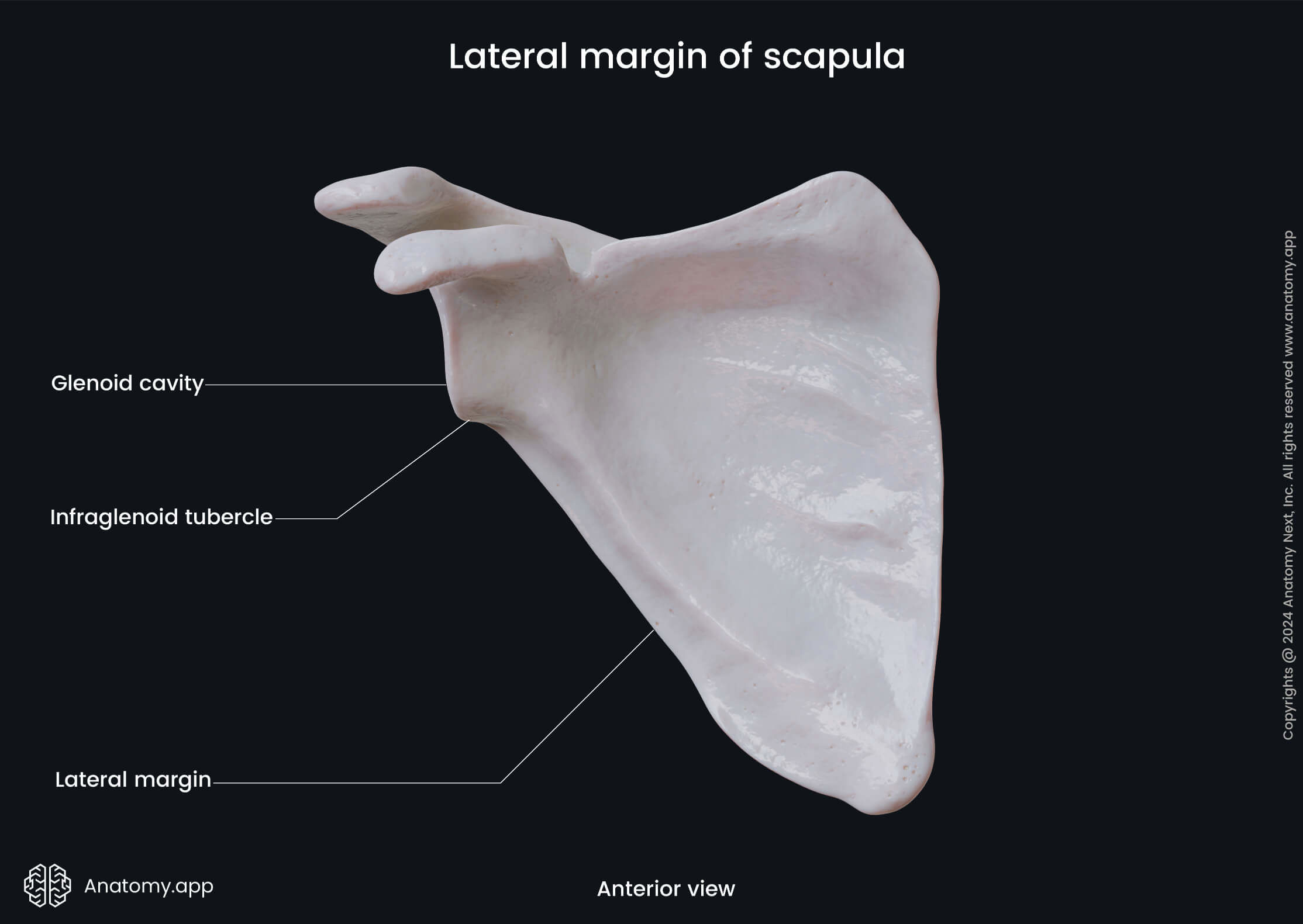 Human skeleton, Bones of upper extremity, Bones of upper limb, Skeleton of upper extremity, Scapula, Shoulder blade, Anterior surface of scapula, Costal surface of scapula, Skeleton of upper limb, Bones of shoulder girdle, Shoulder girdle, Lateral margin