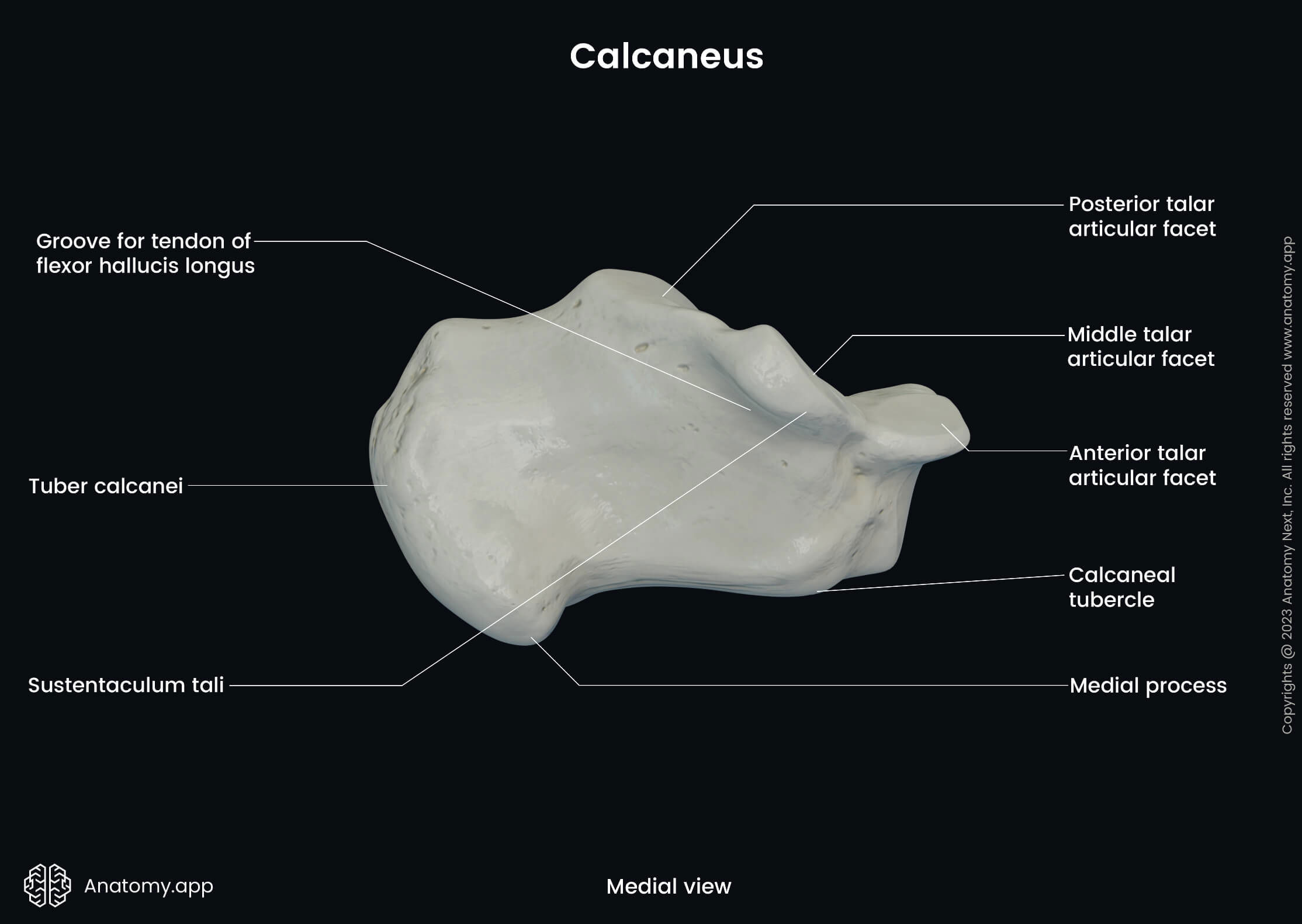 Human foot, Bones of foot, Foot skeleton, Calcaneus, Landmarks, Medial view, Tarsals