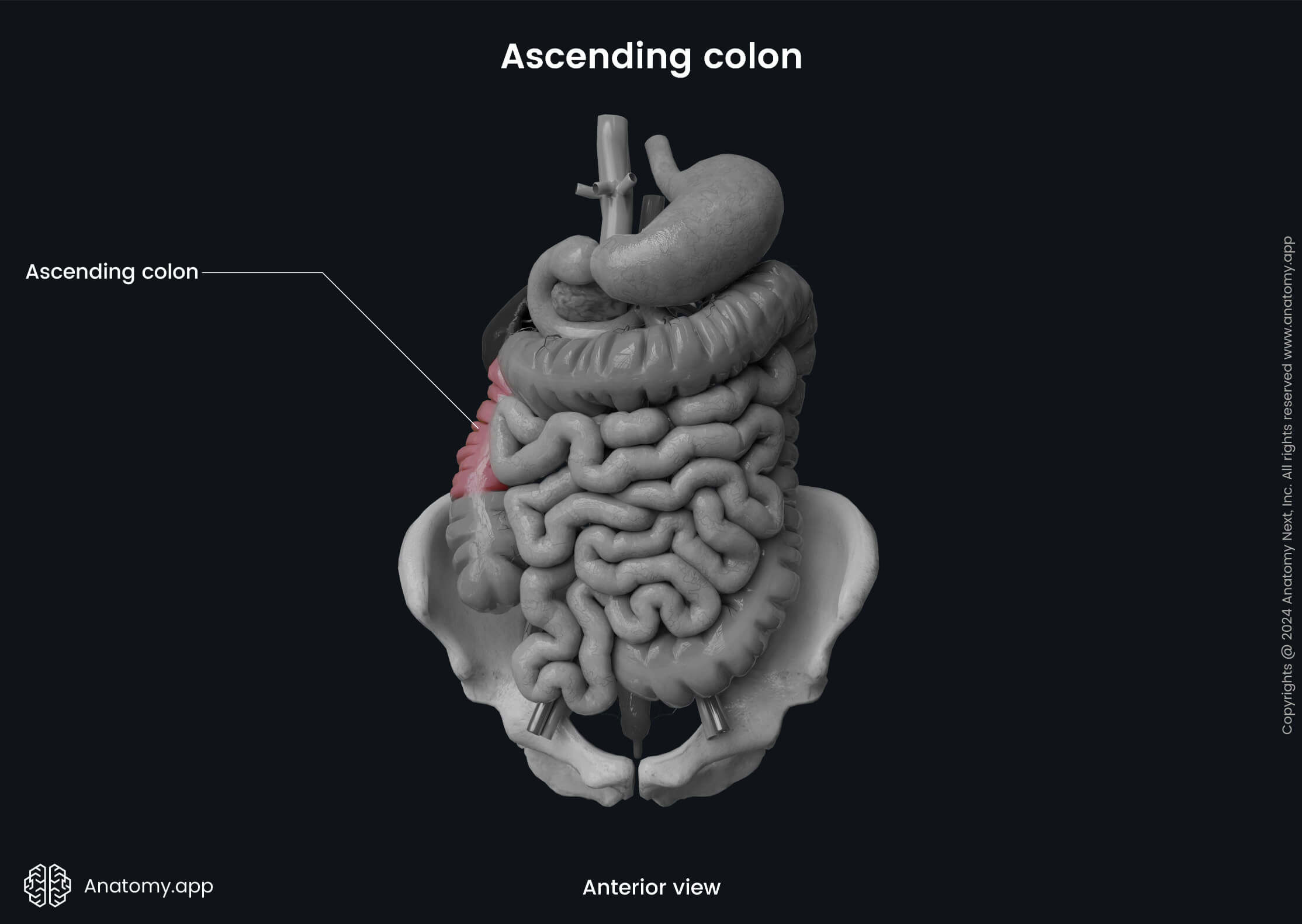 Abdomen, Digestive system, Gastrointestinal tract, Large intestine, Colon, Ascending colon, Anterior view