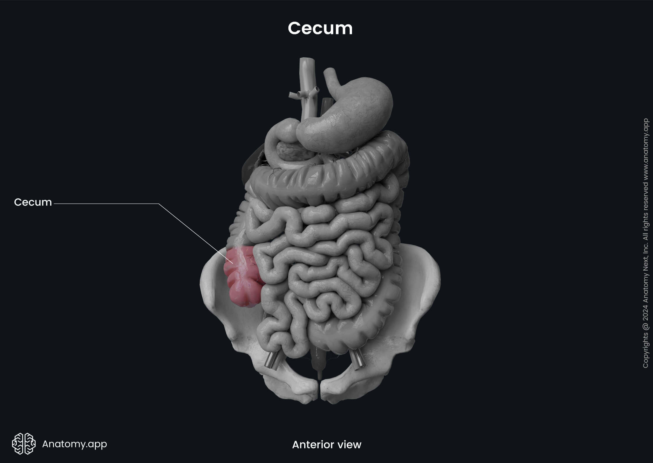 Abdomen, Digestive system, Gastrointestinal tract, Large intestine, Parts, Cecum, Anterior view