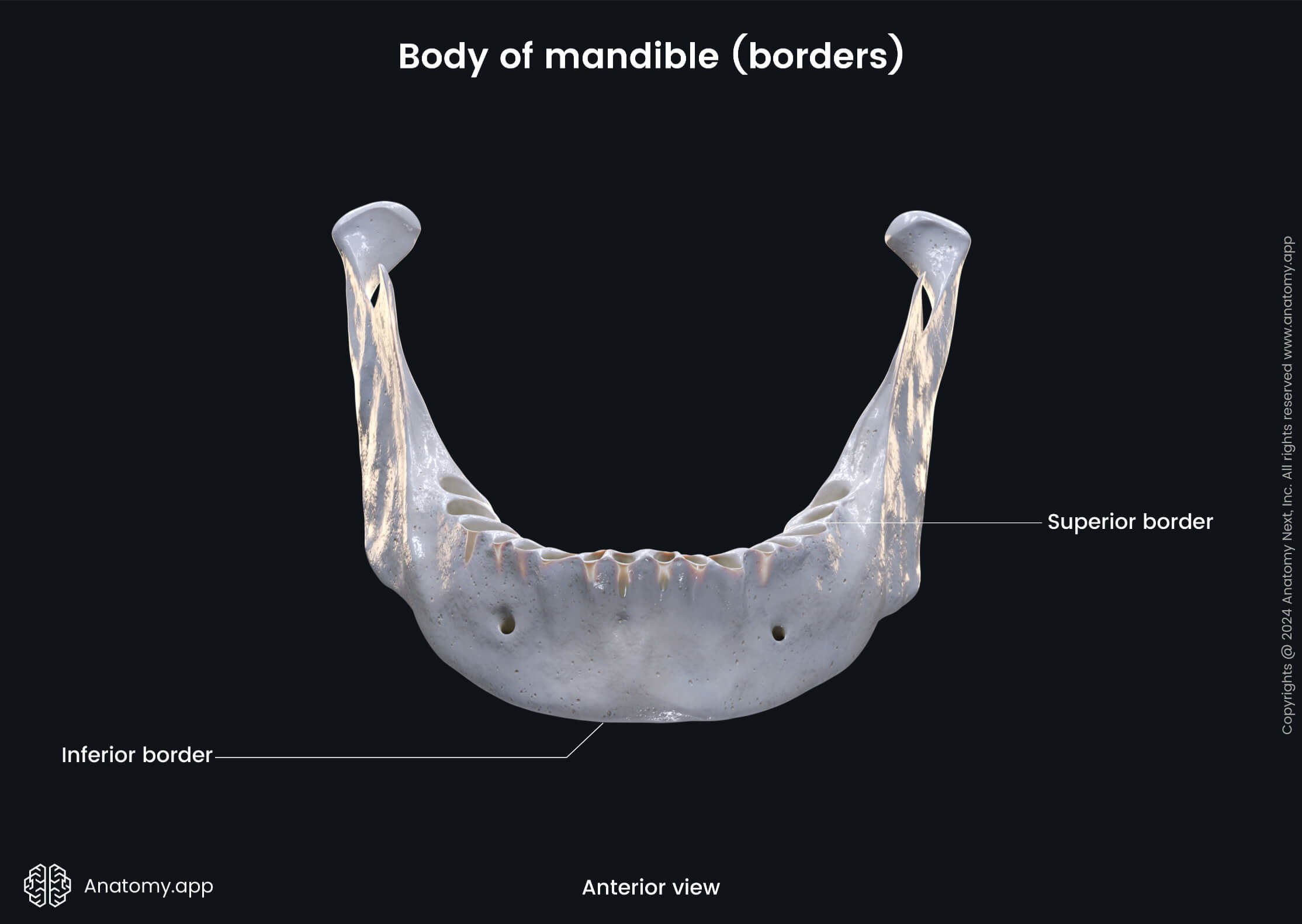 Head and neck, Skull, Viscerocranium, Facial skeleton, Mandible, Lower jaw, Body of mandible, Borders of mandible, Landmarks of mandible, Anterior view