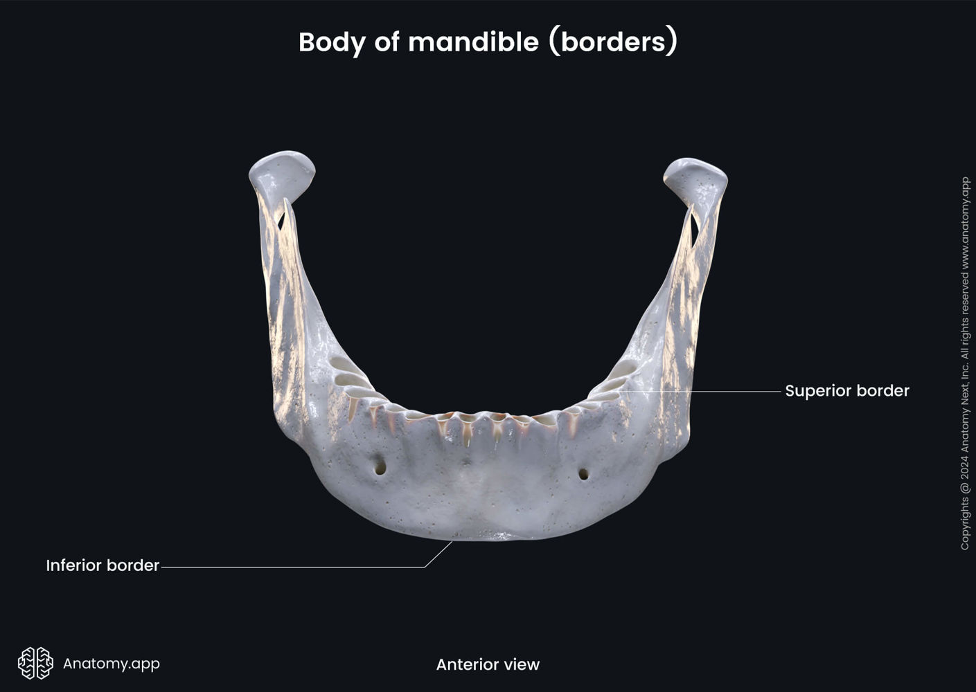 Body of mandible (borders) | Media Library | Anatomy.app | Learn ...