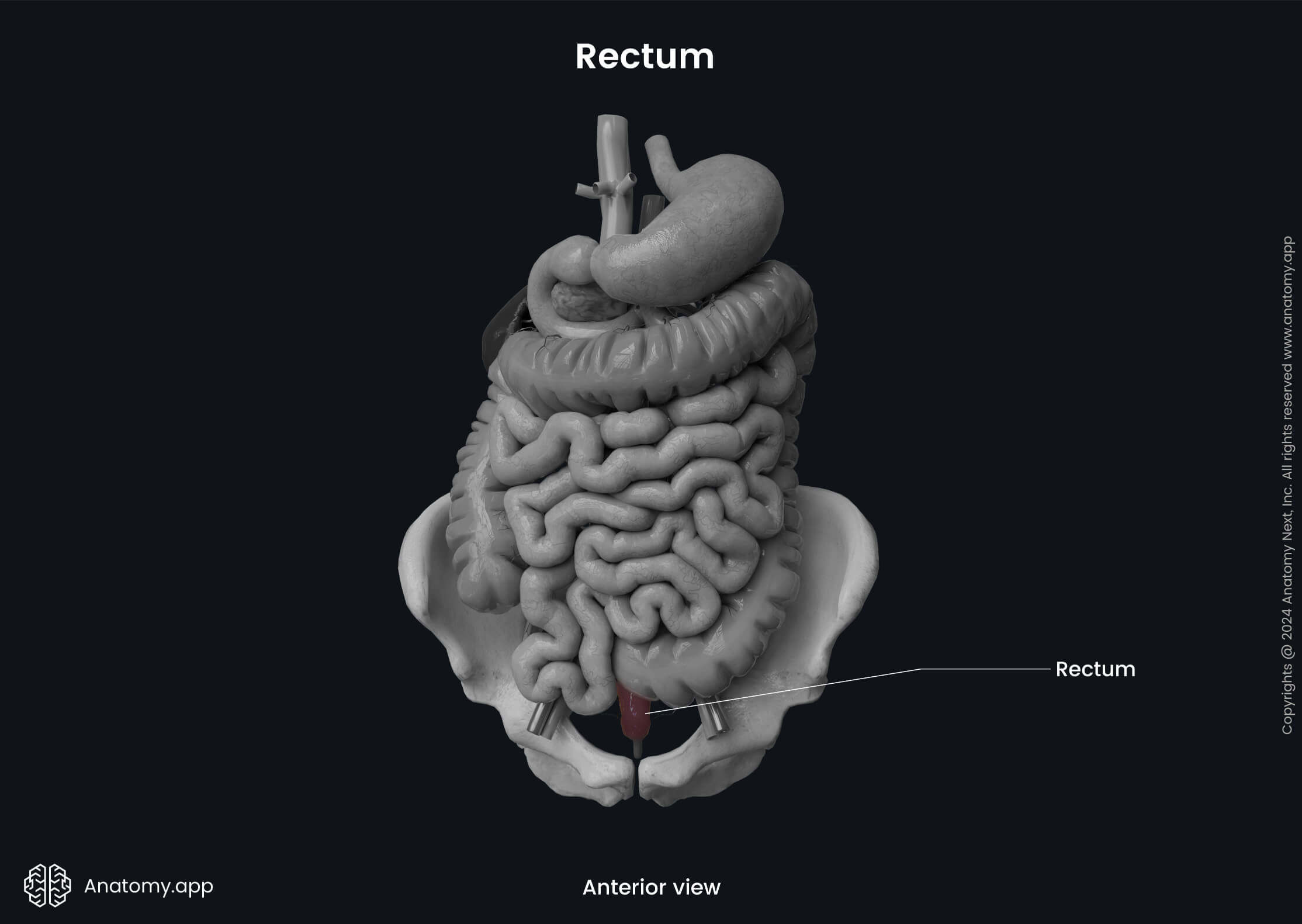 Abdomen, Digestive system, Gastrointestinal tract, Large intestine, Parts, Rectum, Anterior view