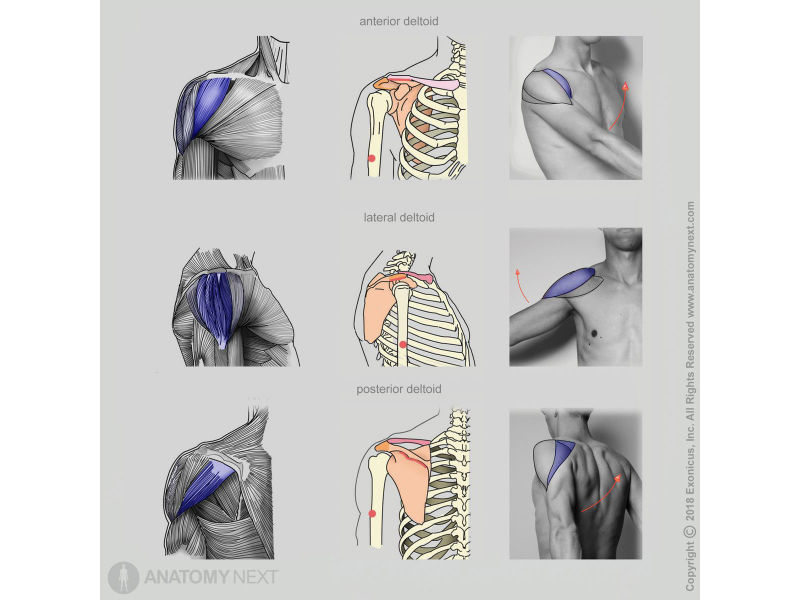 Deltoid, Action of deltoid, Function of deltoid, Anterior deltoid, Lateral deltoid, Posterior deltoid, Muscles of upper limb, Muscles of shoulder girdle, Arm muscles