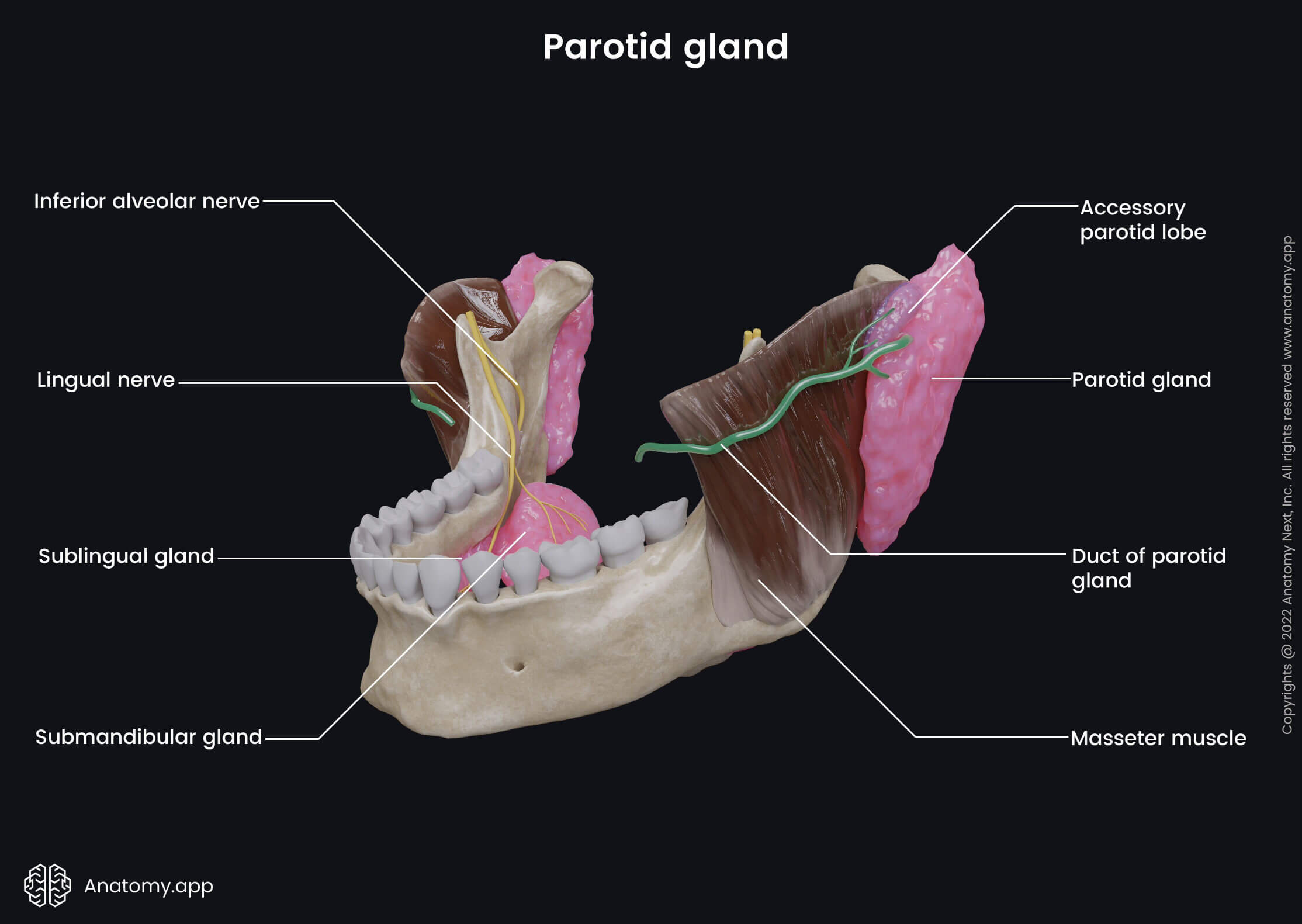 Parotid gland | Media Library | Anatomy.app | Learn anatomy | 3D models ...