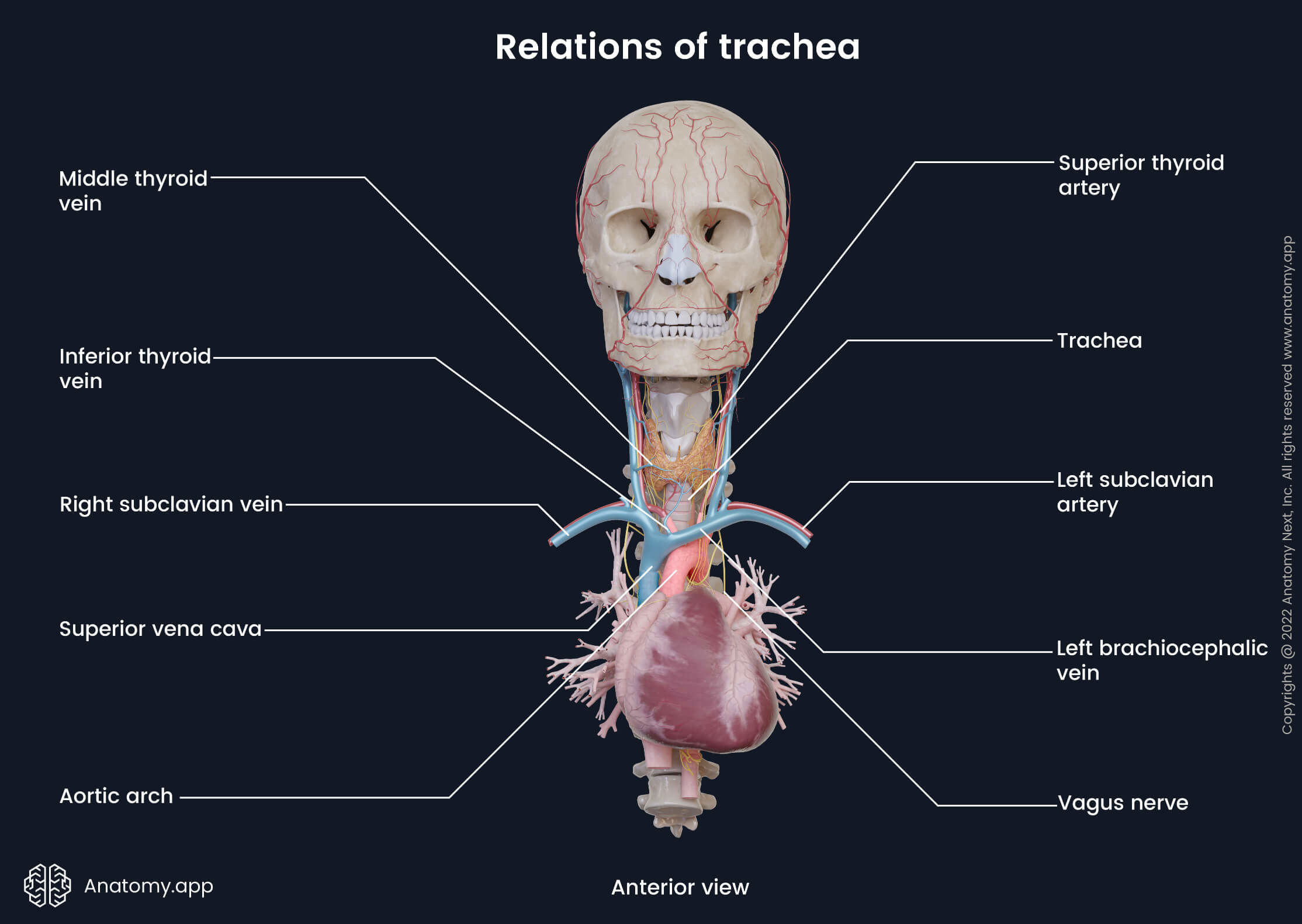 Trachea, Relations of trachea, Anterior view, Head and neck, Thoracic part, Cervical part, Spine, Heart, Thyroid