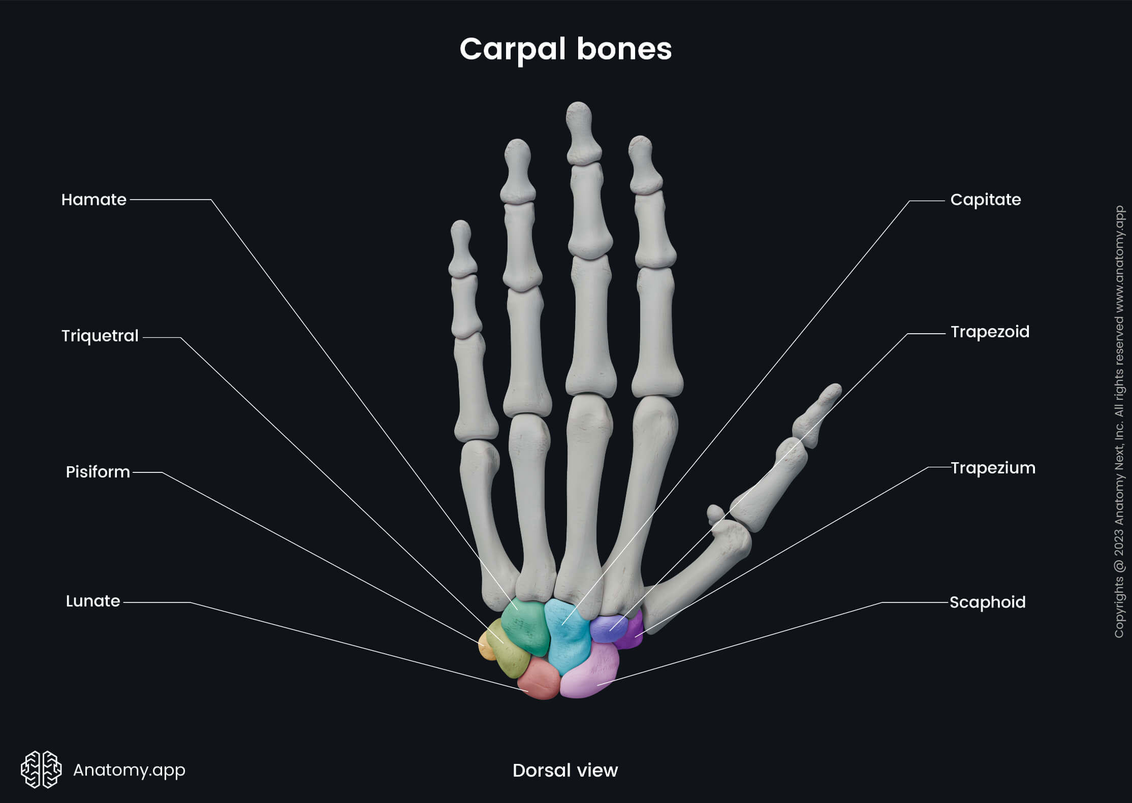 Carpal Bones Anatomy app Carpal Bones Anatomy app