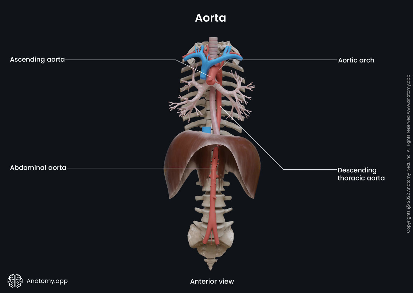 Aorta Anatomy App