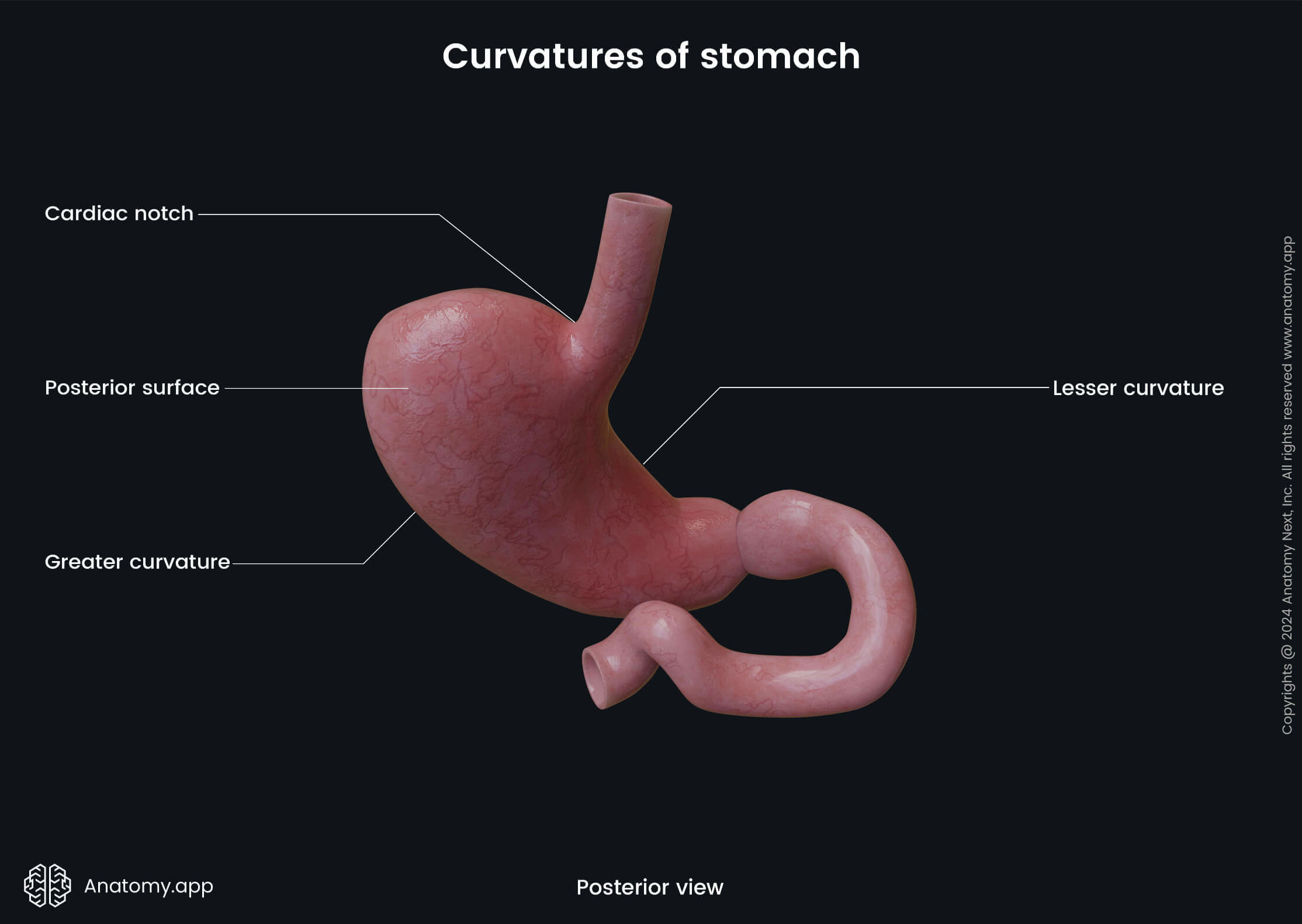 Abdomen, Digestive system, Gastrointestinal tract, Stomach, Curvatures, Surfaces, Posterior view