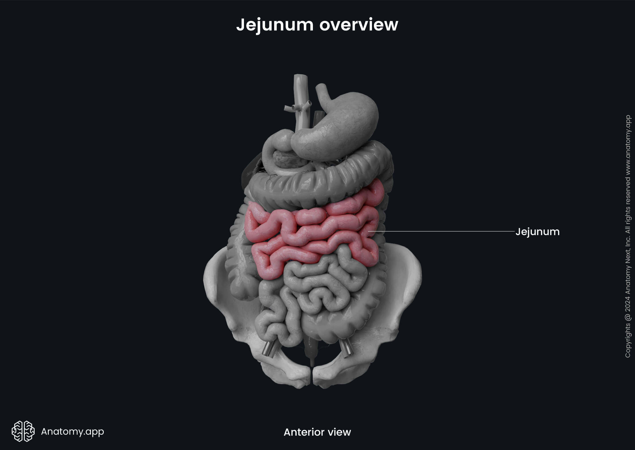 Jejunum and ileum | Anatomy.app