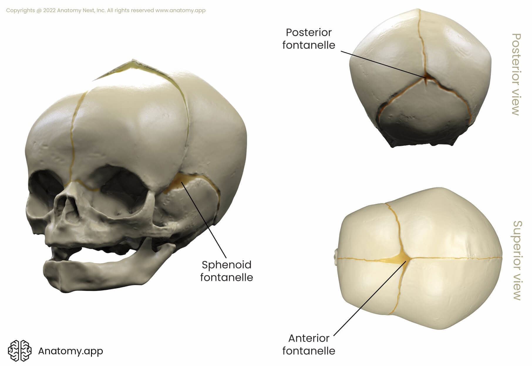 Fontanelles, Major and minor fontanelles, Sphenoid fontanelle, Posterior fontanelle, Occipital fontanelle, Anterior fontanelle, Frontal fontanelle