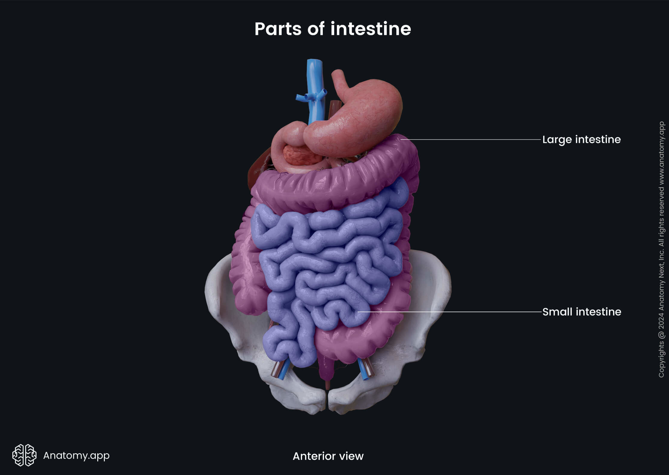 Abdomen, Digestive system, Gastrointestinal tract, Small intestine, Large intestine, Anterior view 