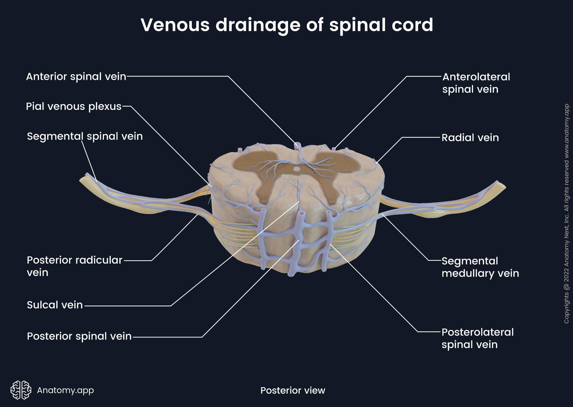 Spinal cord, Cross-section, Venous drainage of spinal cord, Veins of spinal cord, Posterior view, Dorsal view, Spinal nerves, Spinal roots, Gray matter, White matter, Segmental veins, Longitudinal veins, Extramedullary veins, Intramedullary veins