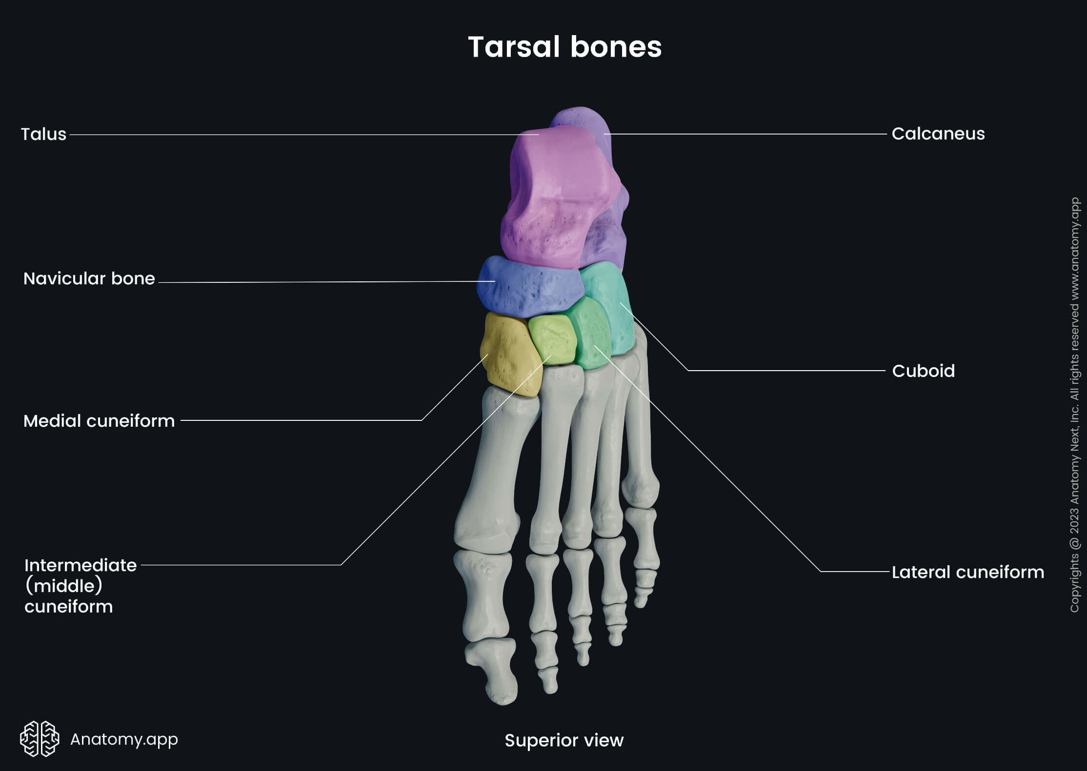 Human foot, Skeleton of foot, Foot bones, Human skeleton, Tarsals, Talus, Calcaneus, Navicular bone, Cuboid, Cuneiforms, Intermediate (middle) cuneiform, Medial cuneiform, Lateral cuneiform, Superior view of foot, Dorsal view of foot, Dorsal surface of foot