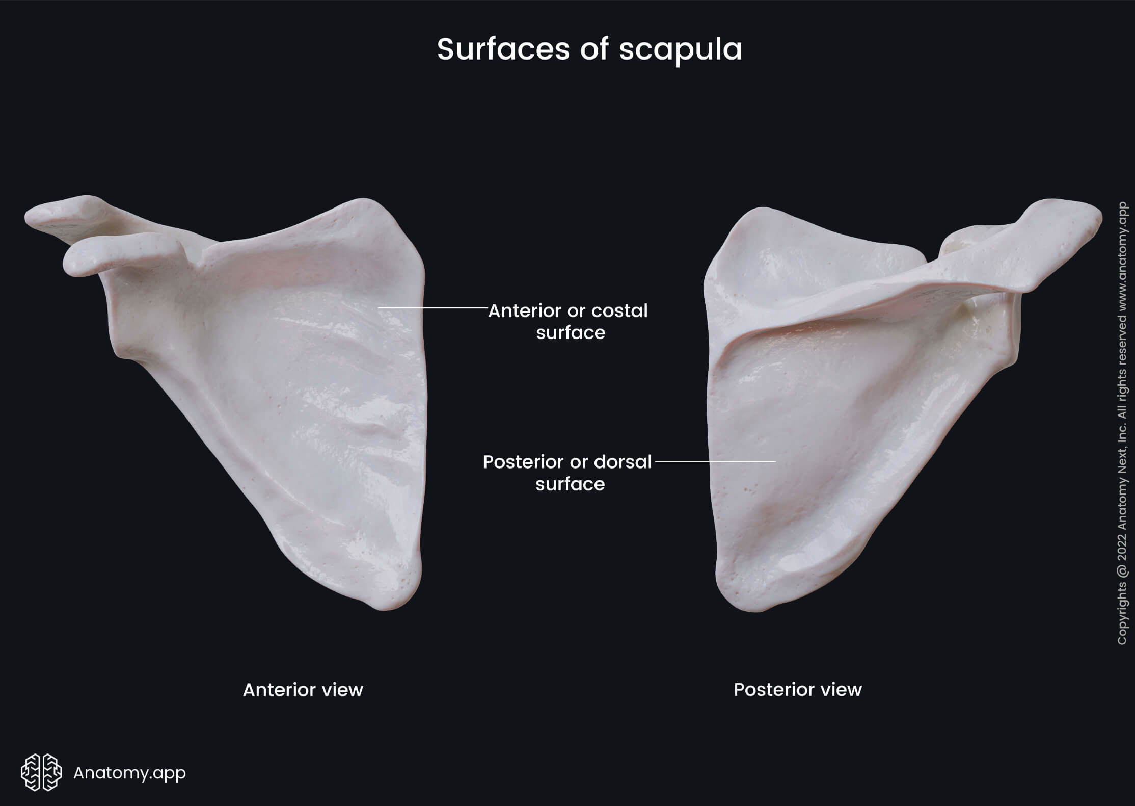 Human skeleton, Bones of upper extremity, Bones of upper limb, Skeleton of upper extremity, Scapula, Shoulder blade, Anterior surface of scapula, Costal surface of scapula, Landmarks of scapula, Skeleton of upper limb, Bones of shoulder girdle, Shoulder girdle, Dorsal surface of scapula, Posterior surface of scapula