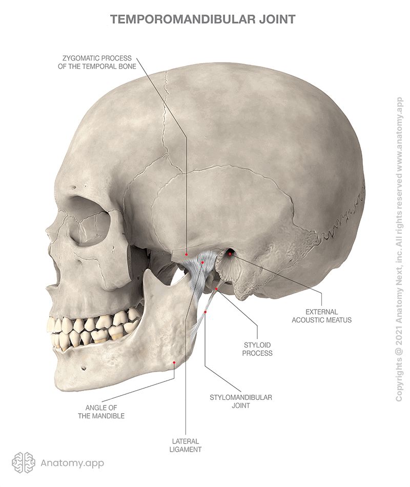 Temporomandibular joint (TMJ), lateral aspect of skull