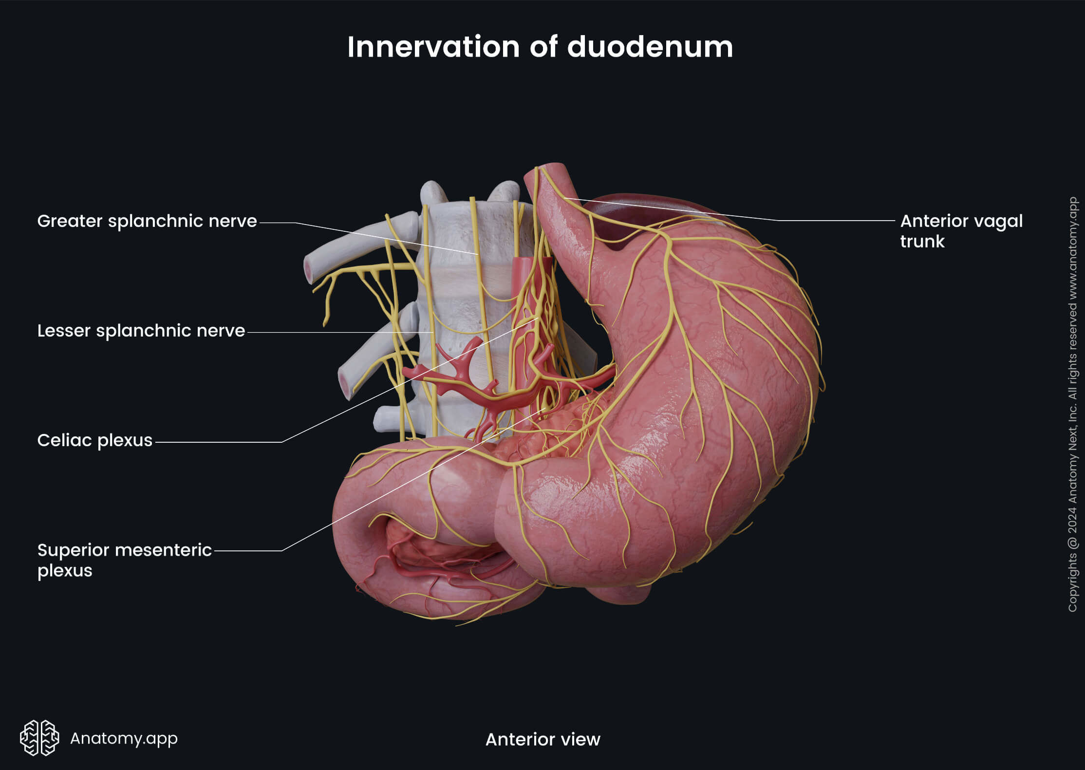 Abdomen, Digestive system, Gastrointestinal tract, Intestines, Small intestine, Duodenum, Innervation, Anterior view