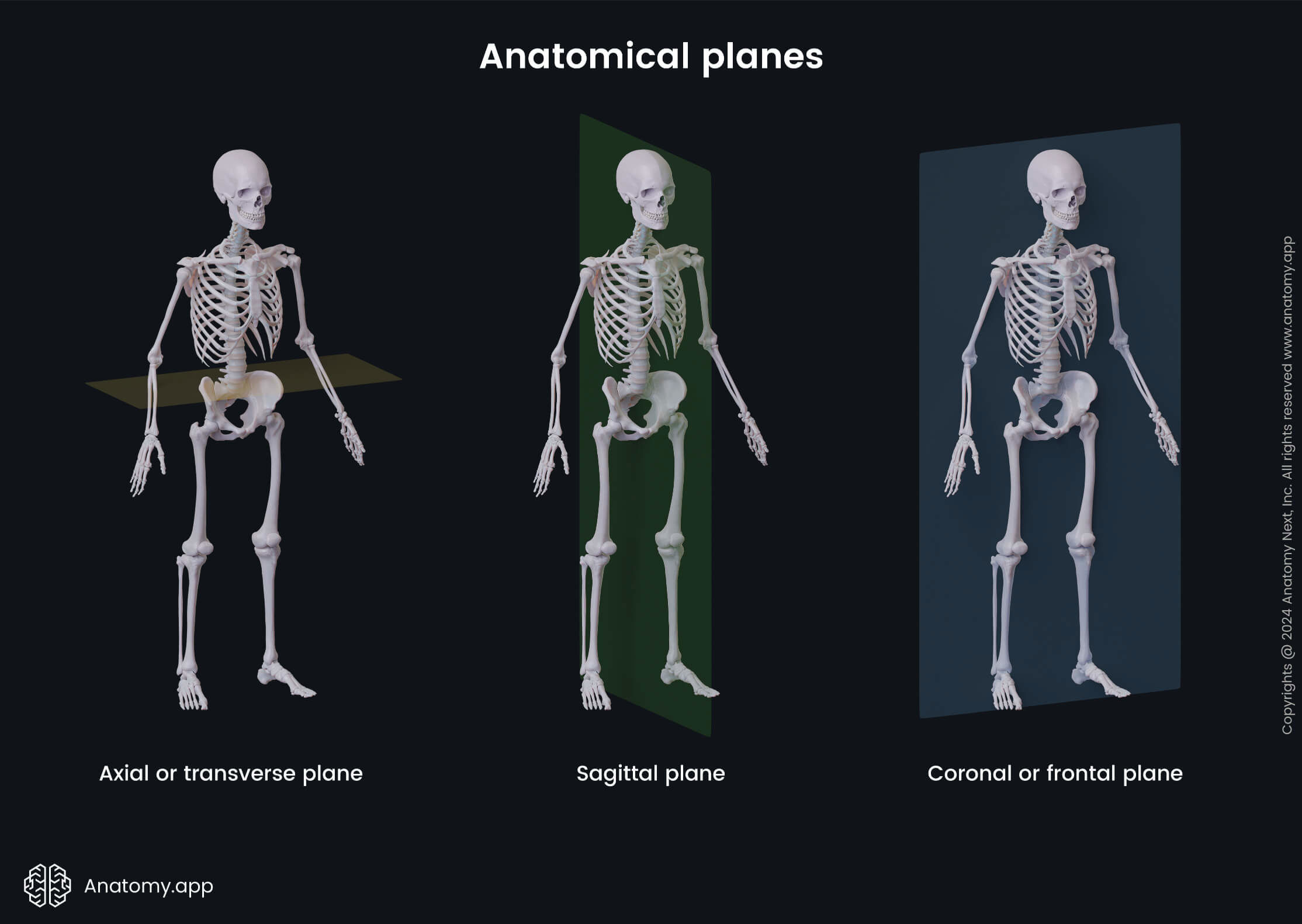 Anatomical terminology, Human body, Anatomical planes, Axial plane, Transverse plane, Sagittal plane, Coronal plane, Frontal plane