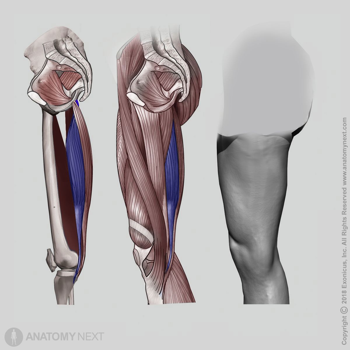 Semimembranosus, Medial view of semimembranosus, Posterior compartment of thigh, Posterior compartment muscles, Thigh muscles, Human thigh, Hamstring muscles