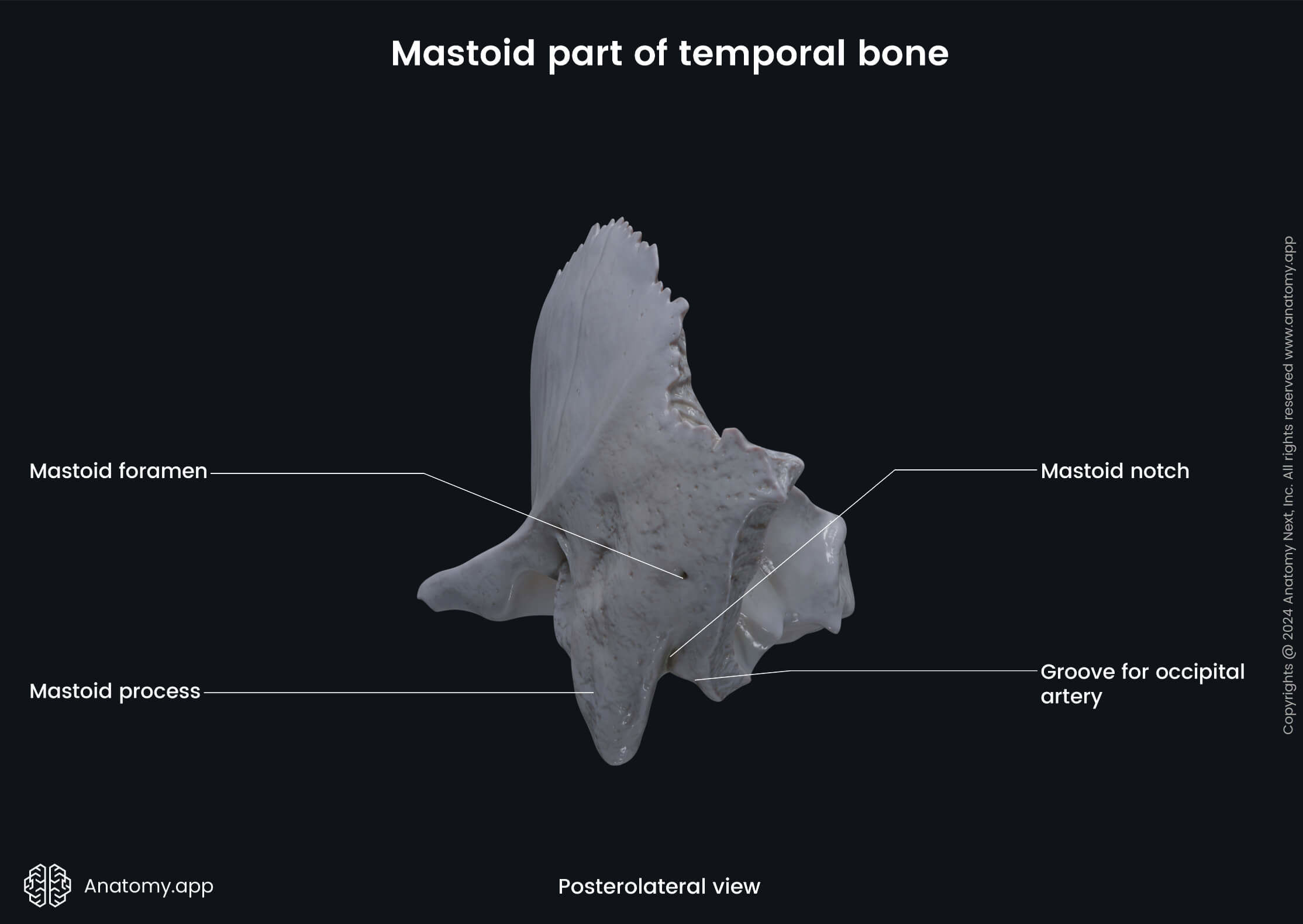 Head and neck, Skull, Cranium, Skeletal system, Neurocranium, Temporal bone, Mastoid part, Landmarks, Posterolateral view