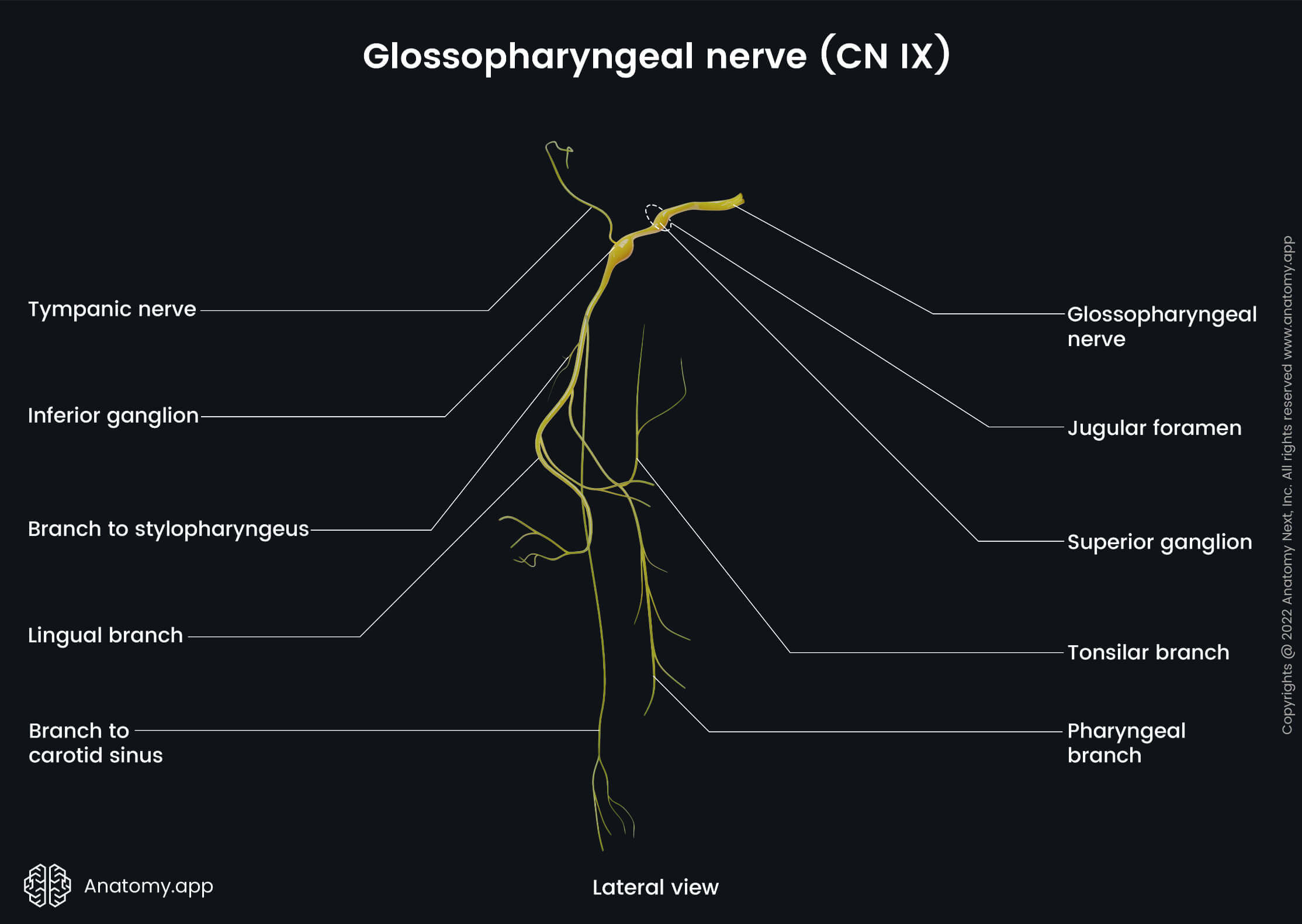 Cranial nerves, Glossopharyngeal nerve, CN IX, Head and neck, Nervous system, Lateral view