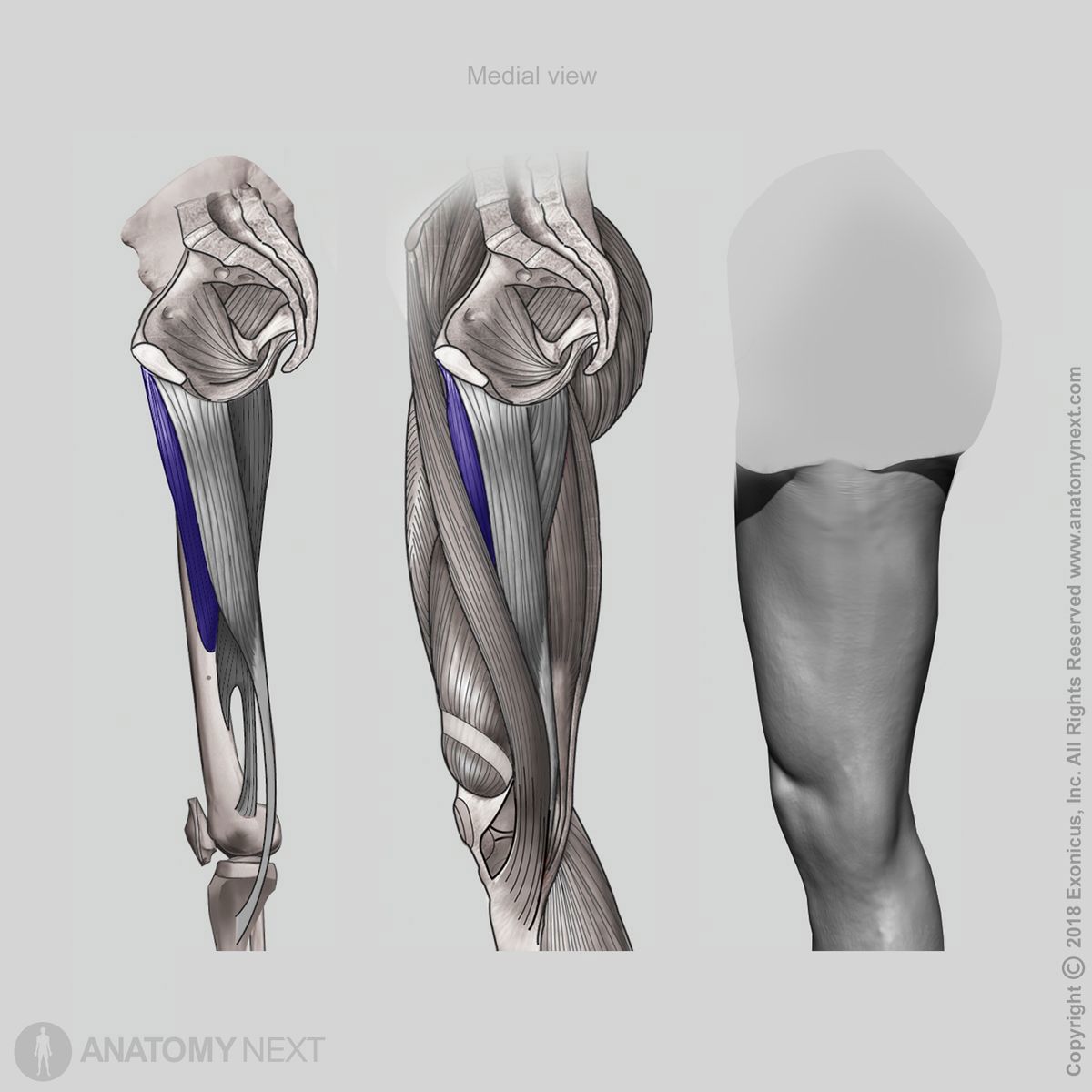 Adductor longus, Medial view of adductor longus, Hip adductors, Adductor muscles of thigh, Thigh muscles, Medial compartment of thigh, Medial compartment muscles, Human leg, Human muscles