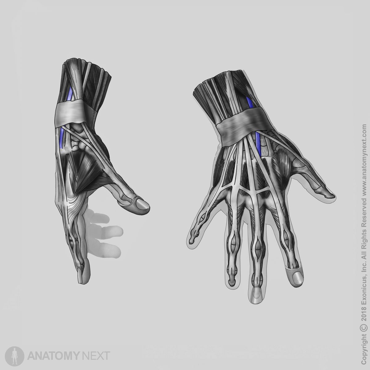 Extensor carpi radialis brevis, Action of extensor carpi radialis brevis, Function of extensor carpi radialis brevis, Arm extensors, Arm muscles, Forearm muscles, Muscles of forearm, Extensors of forearm, Lateral compartment muscles, Lateral compartment of forearm, Muscles of upper limb, Human muscles, Human hand, Hand muscles