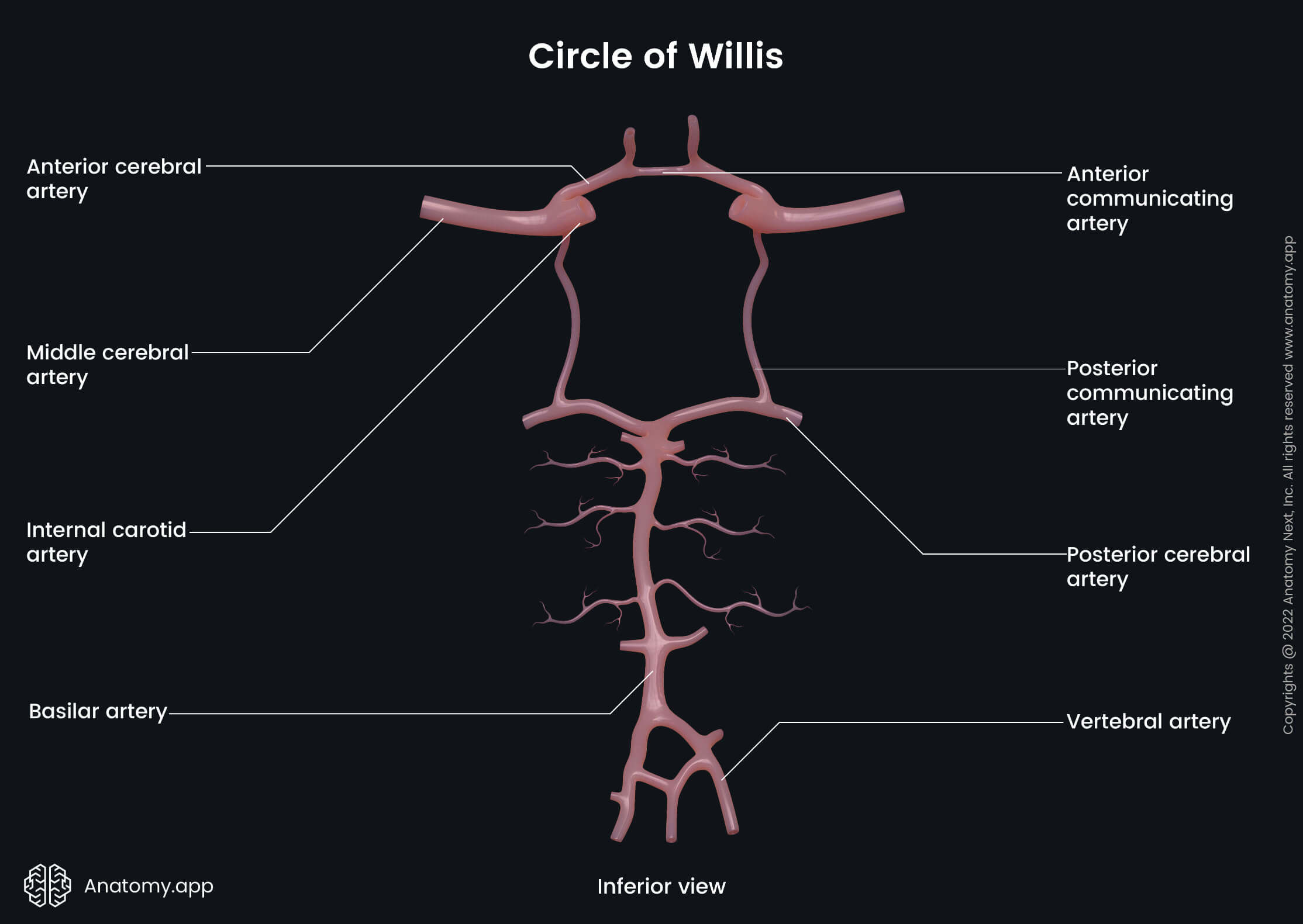 Circle of Willis, Vertebral artery, Basilar artery, PICA, Posterior cerebral artery, Posterior communicating artery, Internal carotid artery, Middle cerebral artery, Anterior cerebral artery, Anterior communicating artery, Arteries, Blood supply, Anterior circulation system, Posterior circulation system, Vertebrobasilar system