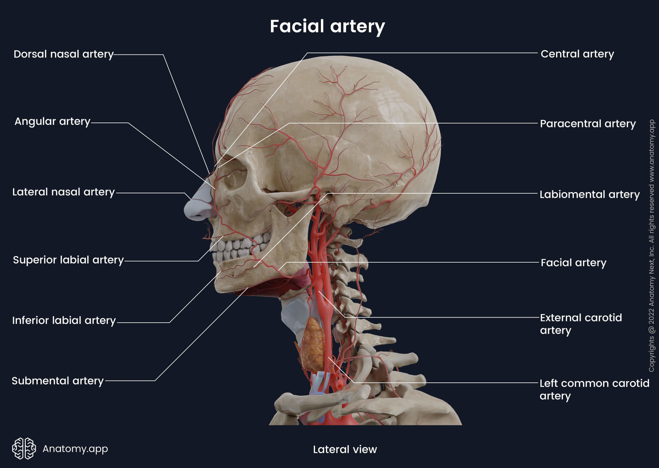 Facial artery, Branches, Head and Neck, Arteries of head and neck, Lateral view, Human head, Carotids, Carotid arteries, Skull