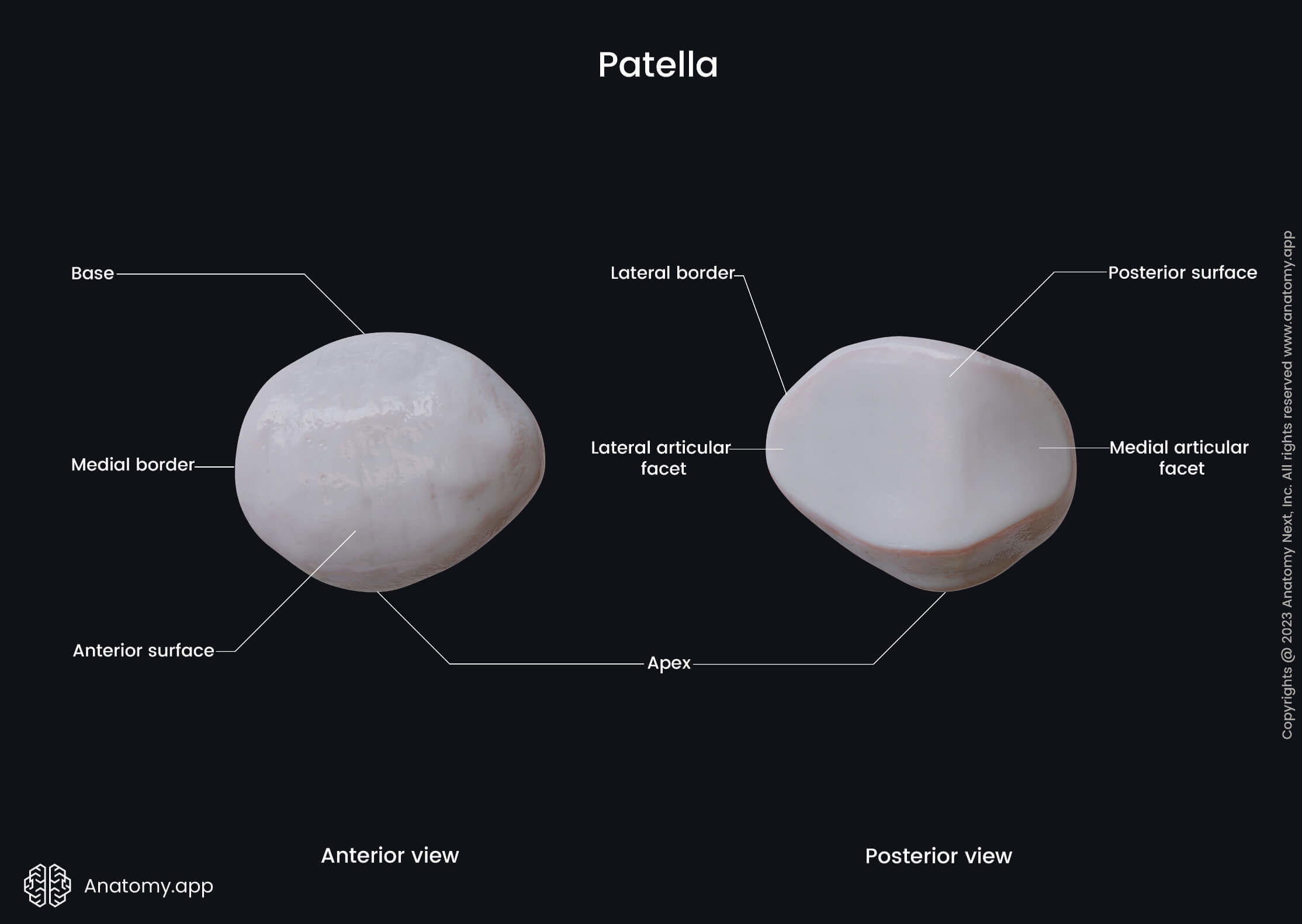 Skeleton of lower limb, Bones of lower extremity, Patella, Landmarks, Parts, Anterior view, Posterior view