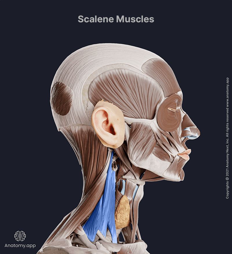 Scalene muscles, Anterior scalene, Middle scalene, Posterior scalene, Neck muscles, Lateral neck muscles, Head and neck muscles, Lateral view, Scalene muscles (anterior, middle and posterior scalene) colored blue