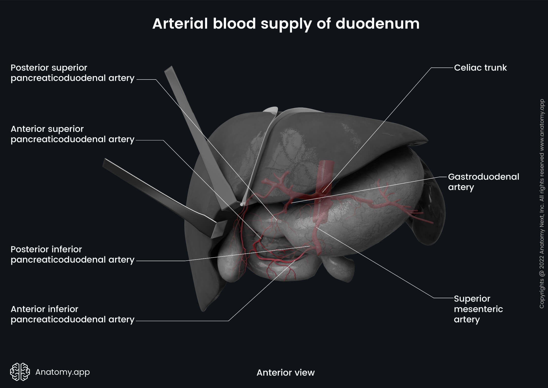 Digestive system, Abdomen, Gastrointestinal tract, Duodenum, Liver, Pancreas, Stomach, Arterial blood supply of duodenum, Celiac trunk, Superior mesenteric artery, Anterior view