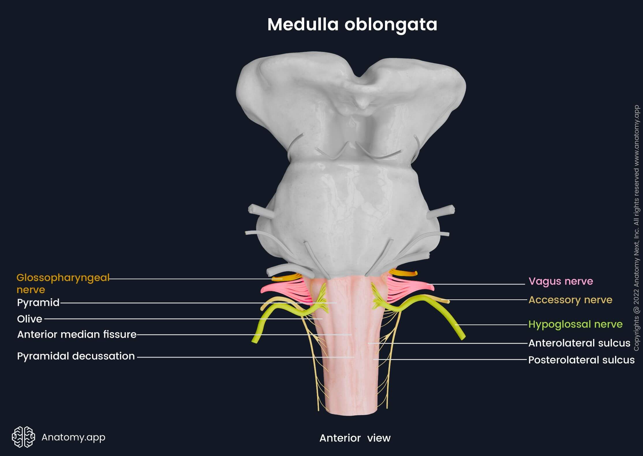 Medulla oblongata | Encyclopedia | Anatomy.app | Learn anatomy | 3D ...
