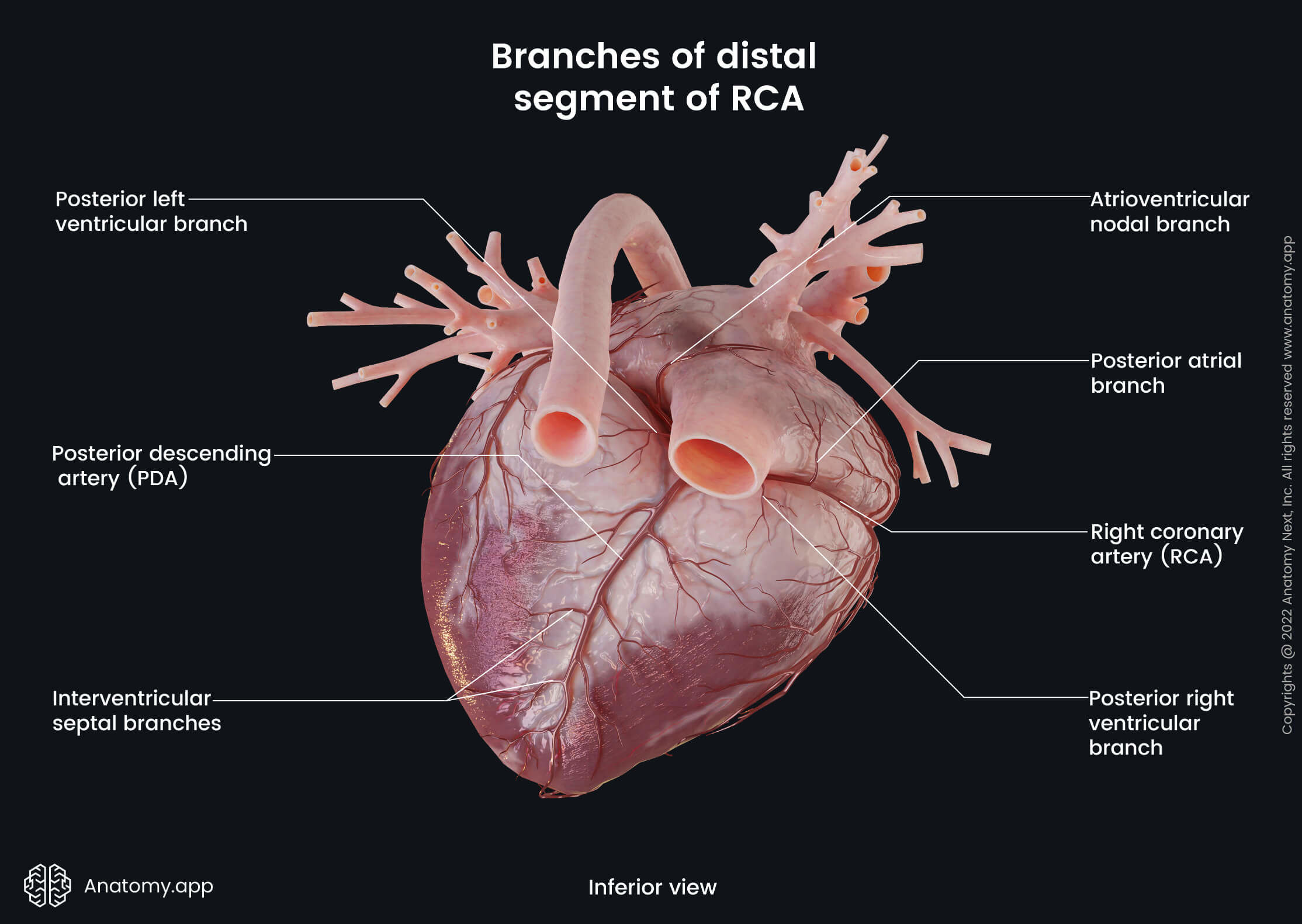 Heart, Coronary circulation, Coronary arteries, Right coronary artery, Branches, Distal segment, Anterior view