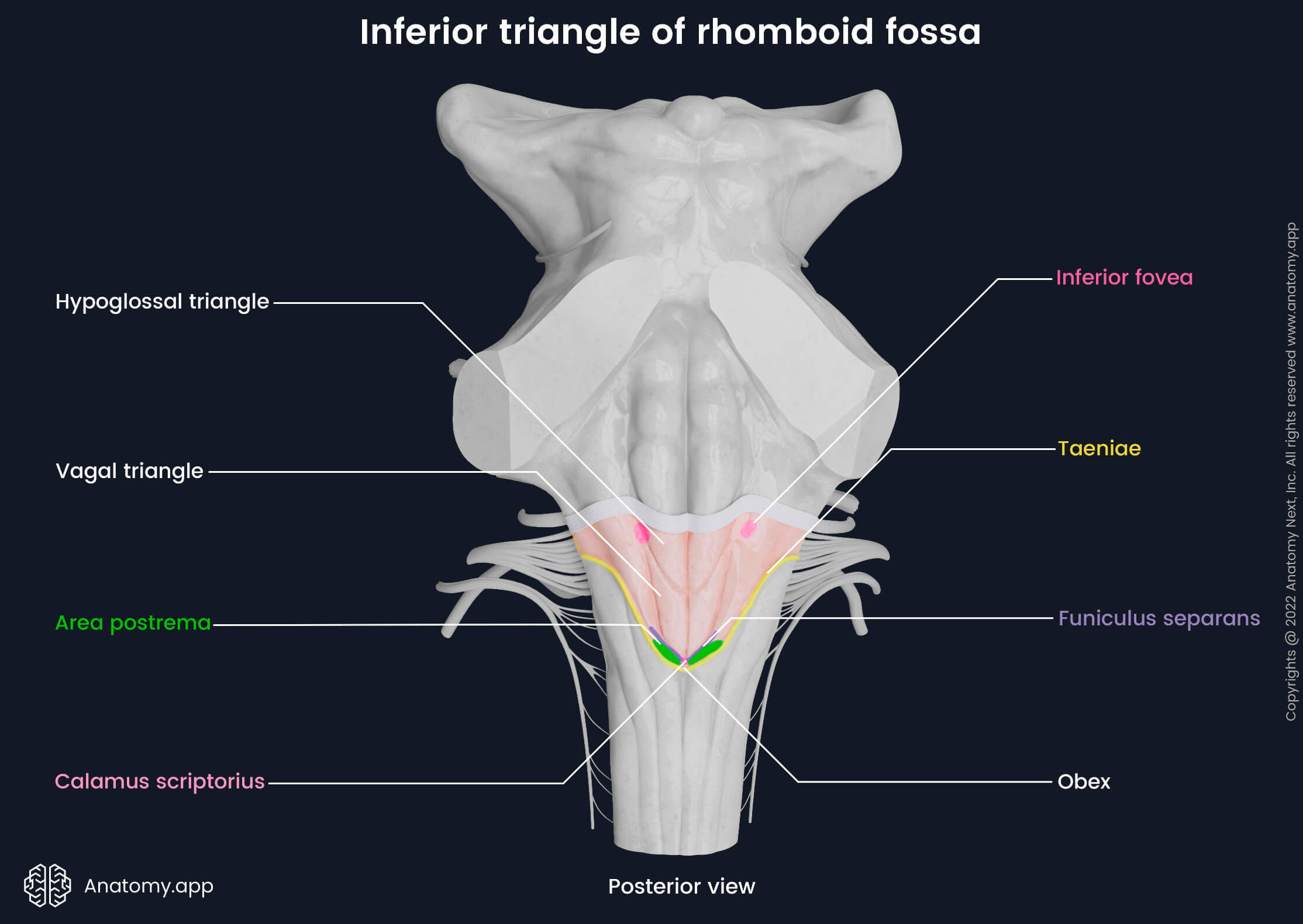 Rhomboid fossa, Inferior triangle of rhomboid fossa, Landmarks of rhomboid fossa, Medulla oblongata, Posterior view of rhomboid fossa