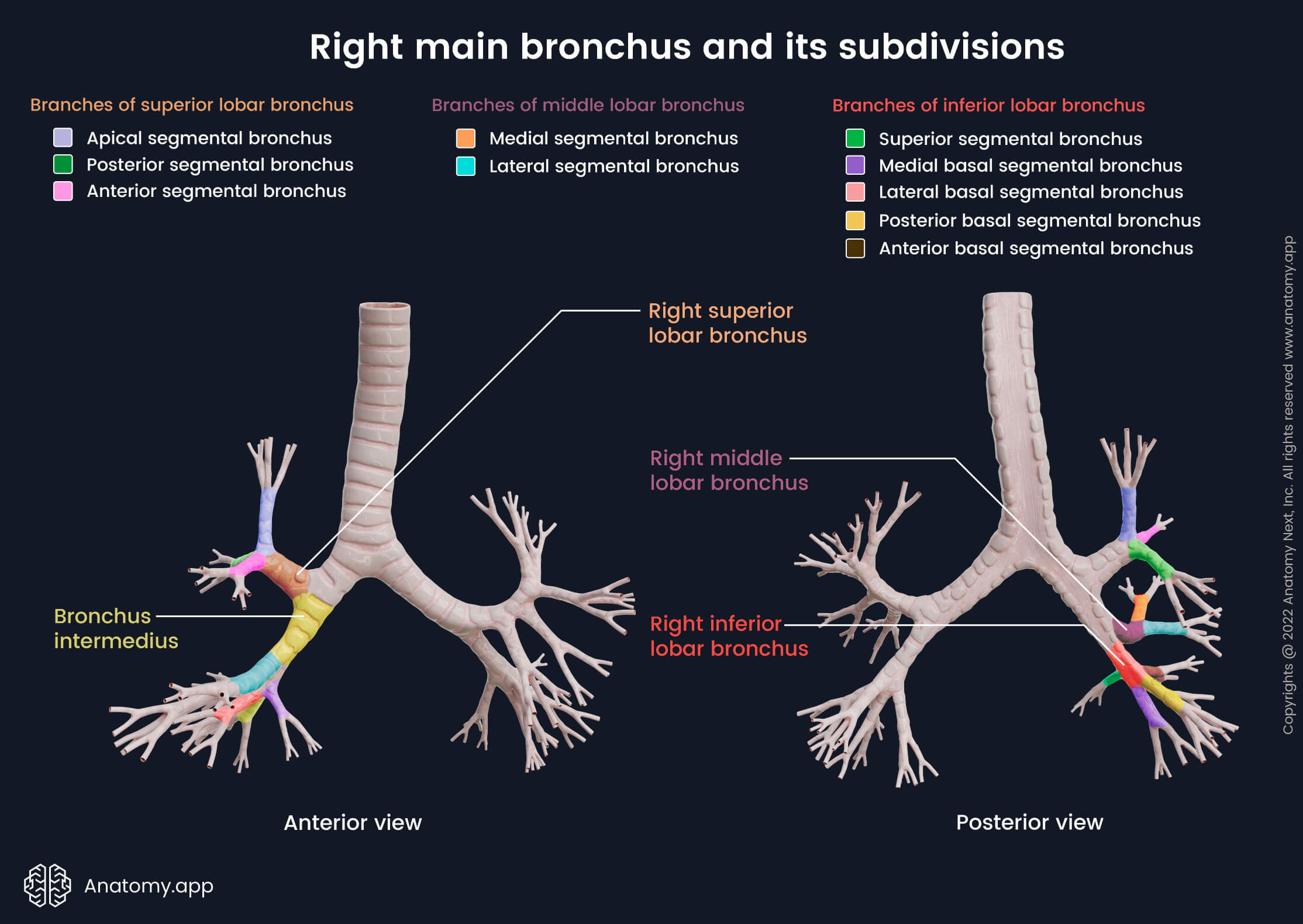 Bronchi, Right main bronchus, Right superior lobar bronchus, Right middle lobar bronchus, Right inferior lobar bronchus, Bronchus intermedius, Segmental bronchi, Tracheobronchial tree, Anterior view of bronchial tree, Posterior view of bronchial tree