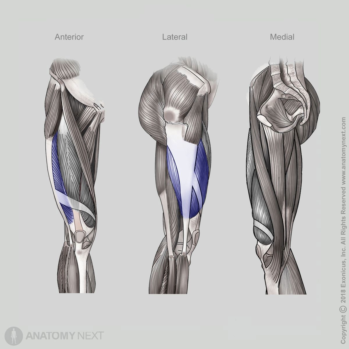 Vastus lateralis, Quadriceps femoris, Anterior view of vastus lateralis, Lateral view of vastus lateralis, Medial view of vastus lateralis, Thigh muscles, Anterior compartment of thigh, Anterior compartment muscles, Human thigh