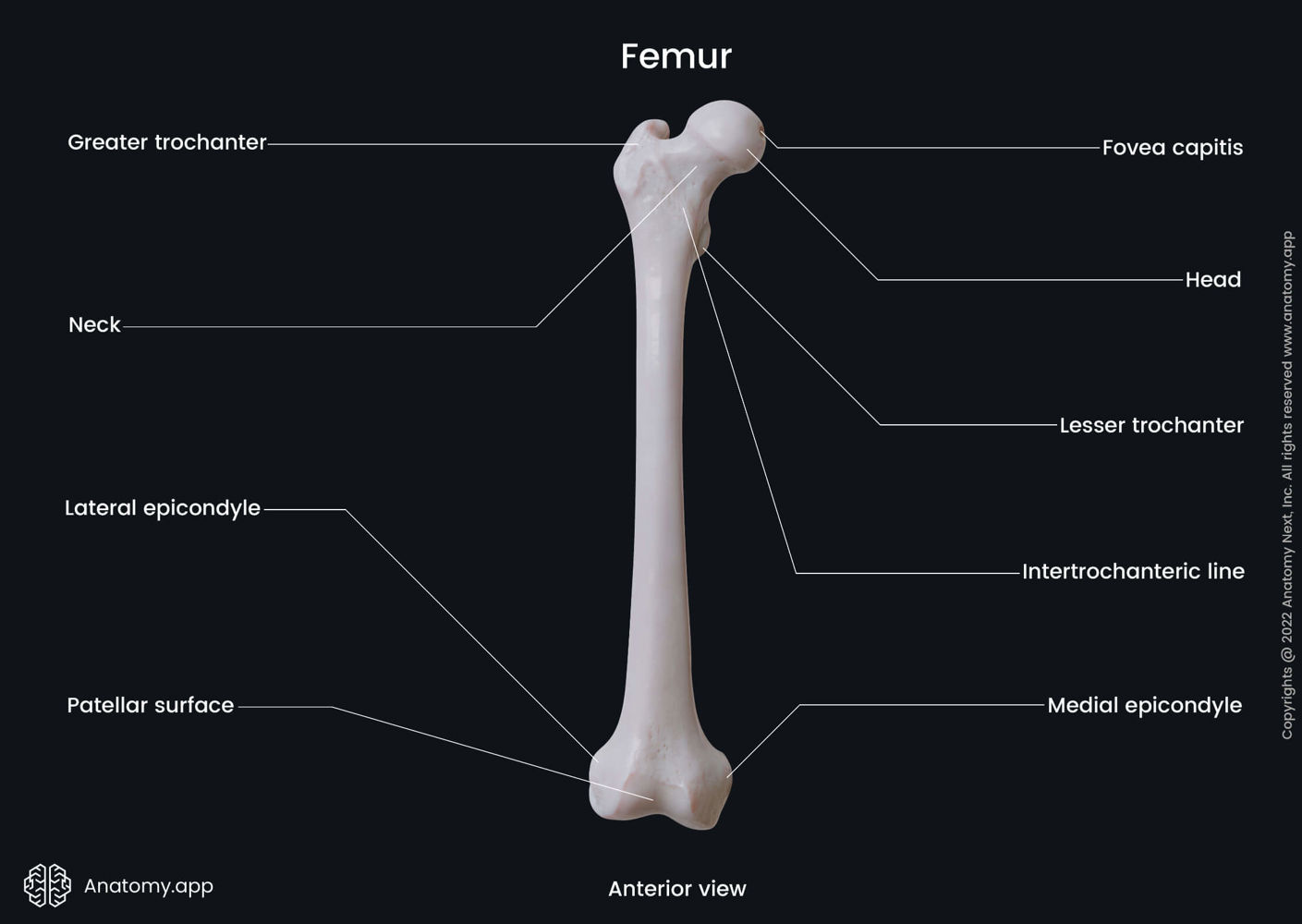 Landmarks Of Femur anterior View Anatomy app landmarks-of-femur-anterior-view-anatomy-app