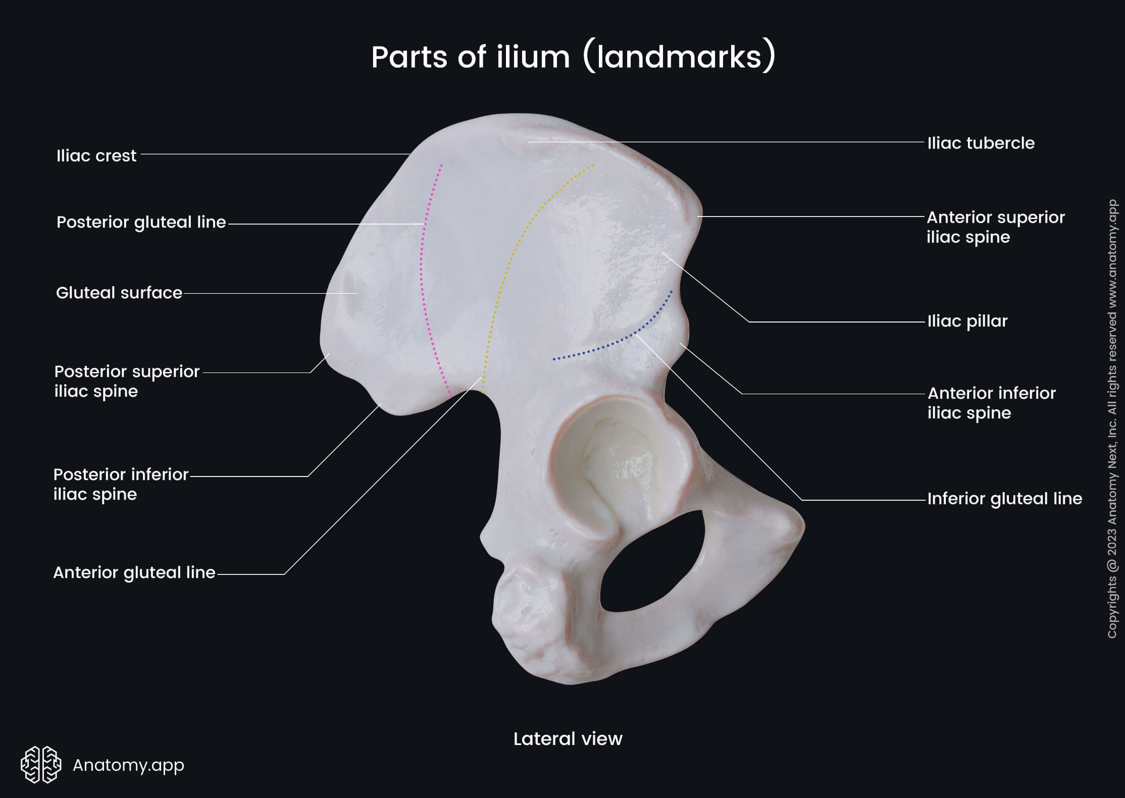 Ilium, Iliac bone, Hip bone, Pelvis, Pelvic girdle, Landmarks of ilium, Lateral view of ilium, Human skeleton