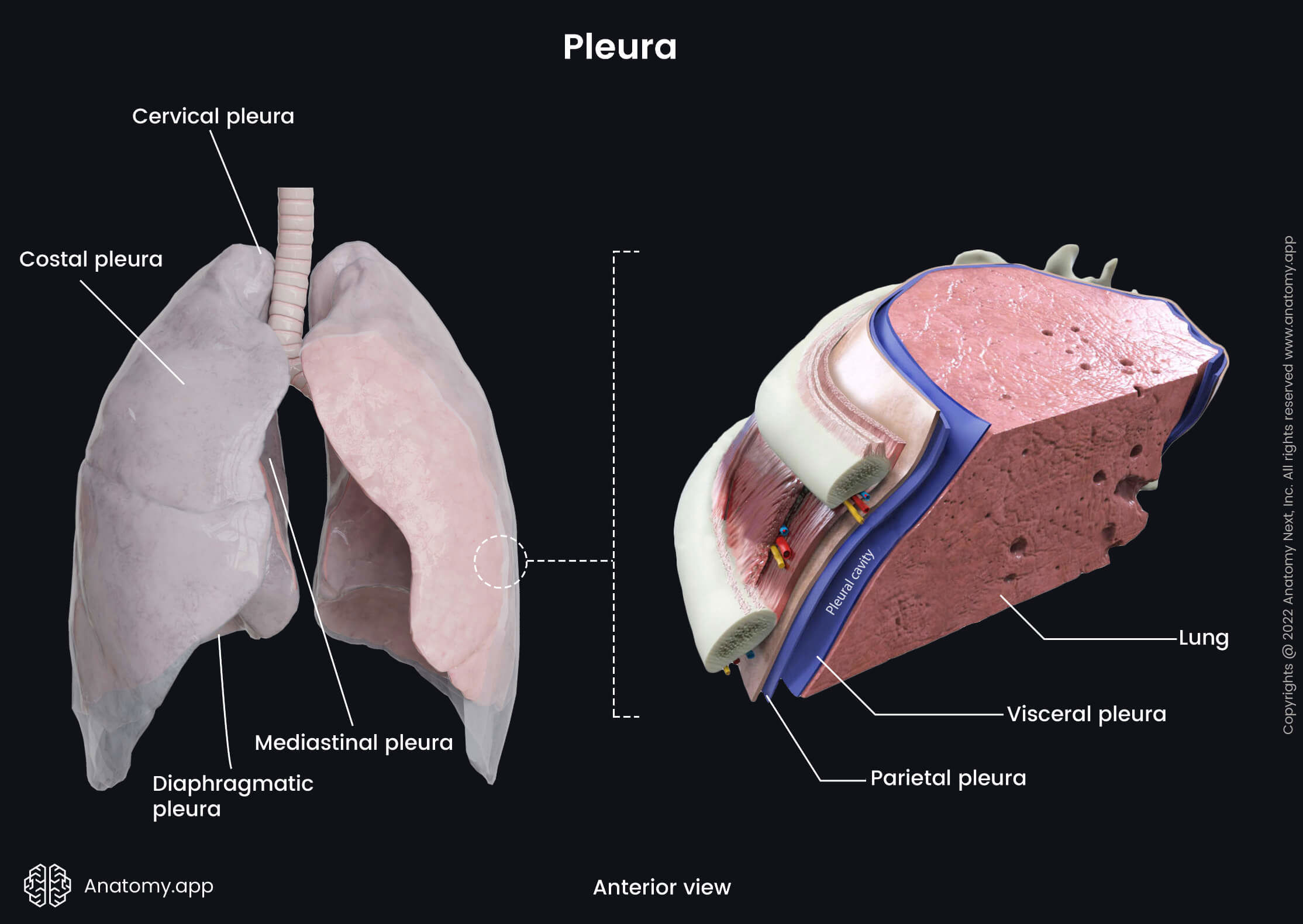 Pleura, Visceral pleura, Parietal pleura, Cervical pleura, Costal pleura, Mediastinal pleura, Diaphramatic pleura, Pleural cavity, Anterior view, Lungs with pleura, Intercostal muscles and ribs, Intercostal vessels, Intercostal muscles