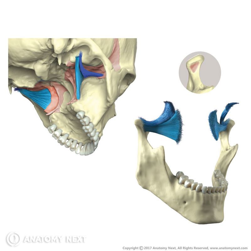 Origin and insertion of lateral pterygoid | Media Library | Anatomy.app ...