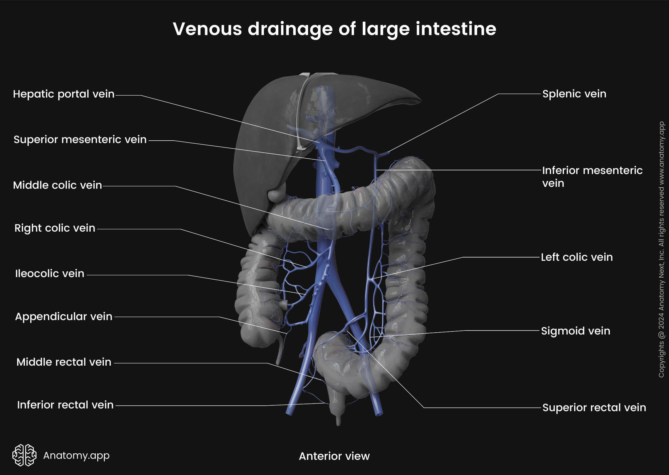 Large intestine and its blood supply, Rectum, Venous drainage, Abdominal veins, Liver, Hepatic portal system, Systemic circulation