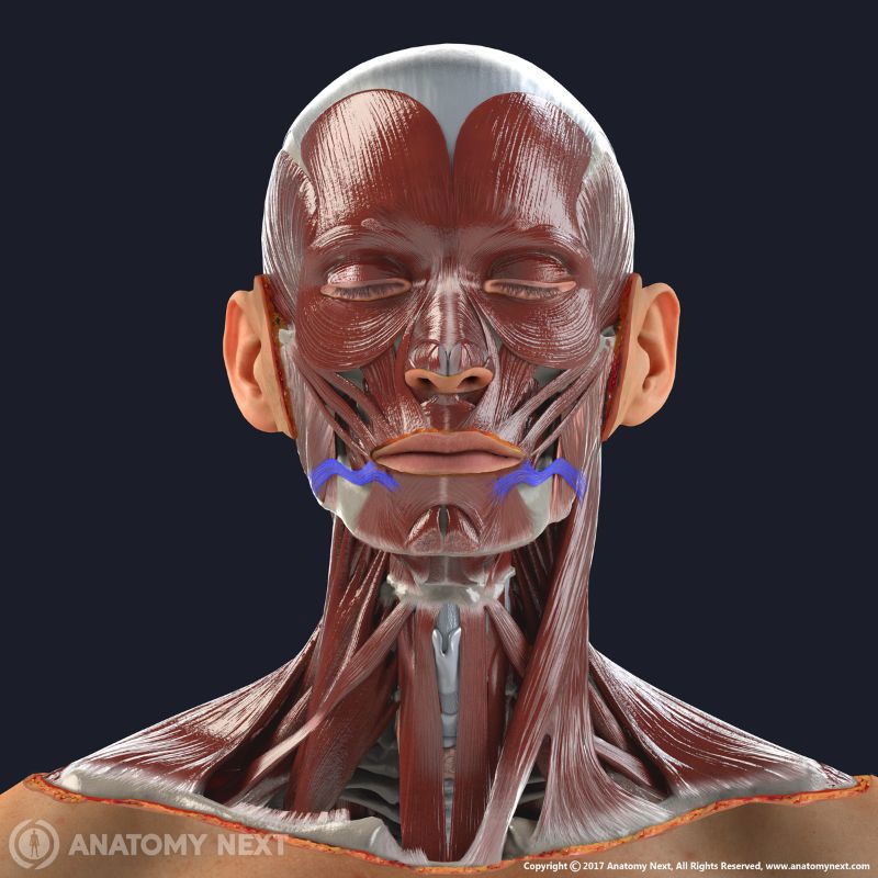 Risorius | Anatomy.app