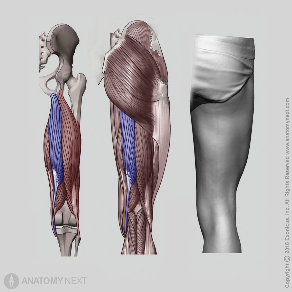 Semitendinosus, Posterior view of semitendinosus, Posterior compartment of thigh, Posterior compartment muscles, Thigh muscles, Human thigh, Hamstring muscles