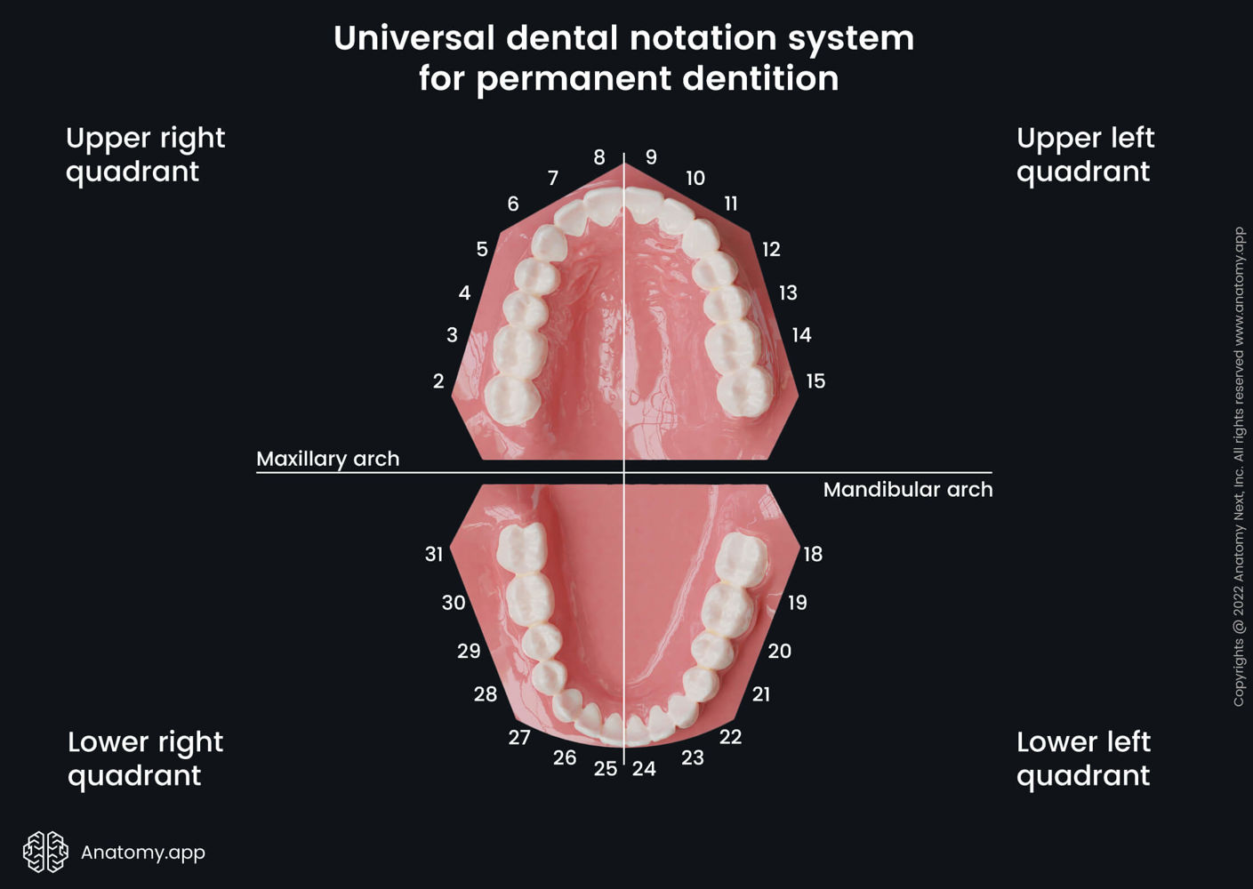 Universal dental notation system for permanent dentition | Media ...