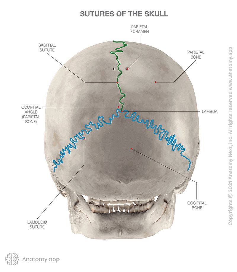 Sutures of the skull (colored), posterior view of skull