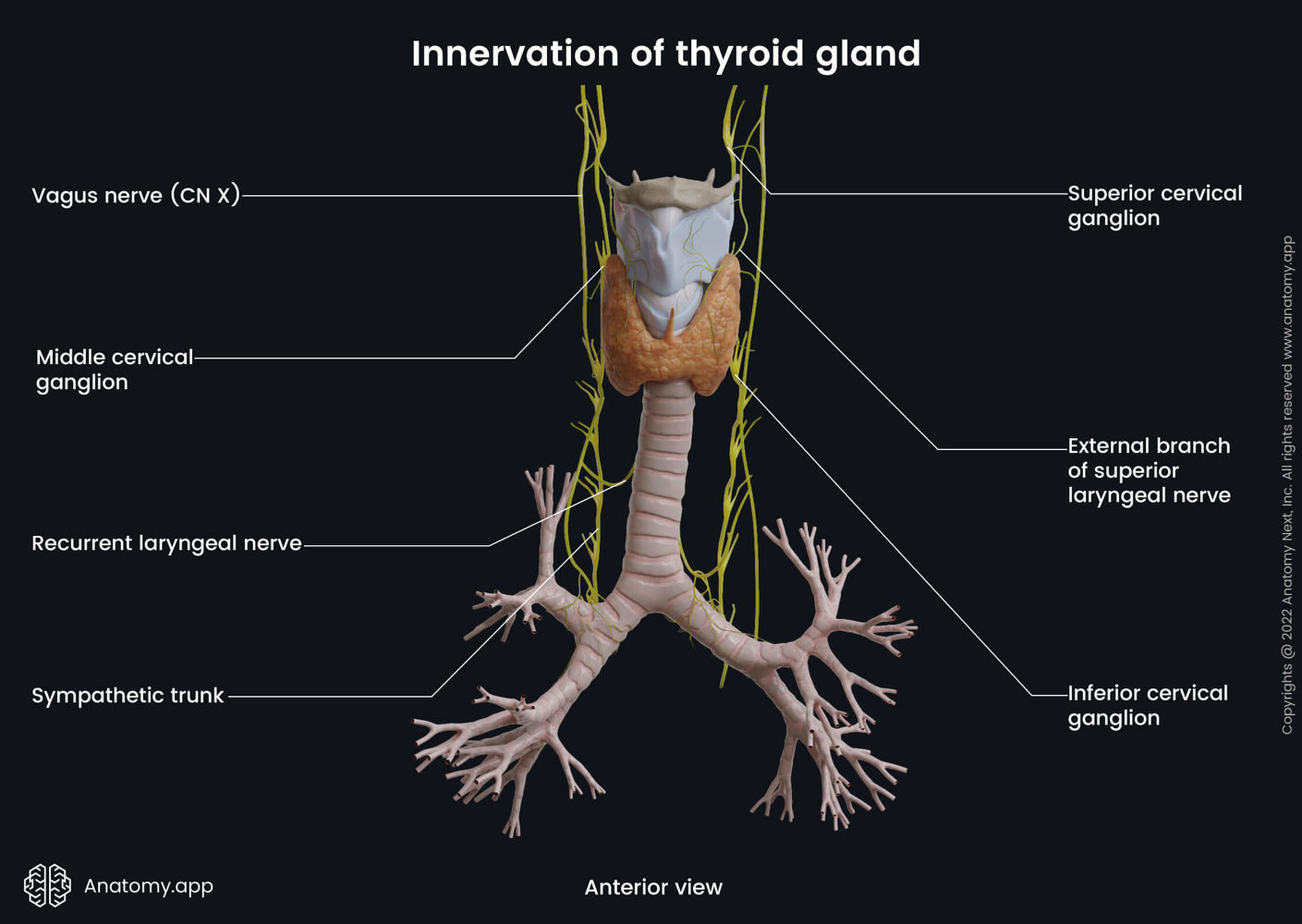 Innervation of thyroid gland (anterior view) | Anatomy.app